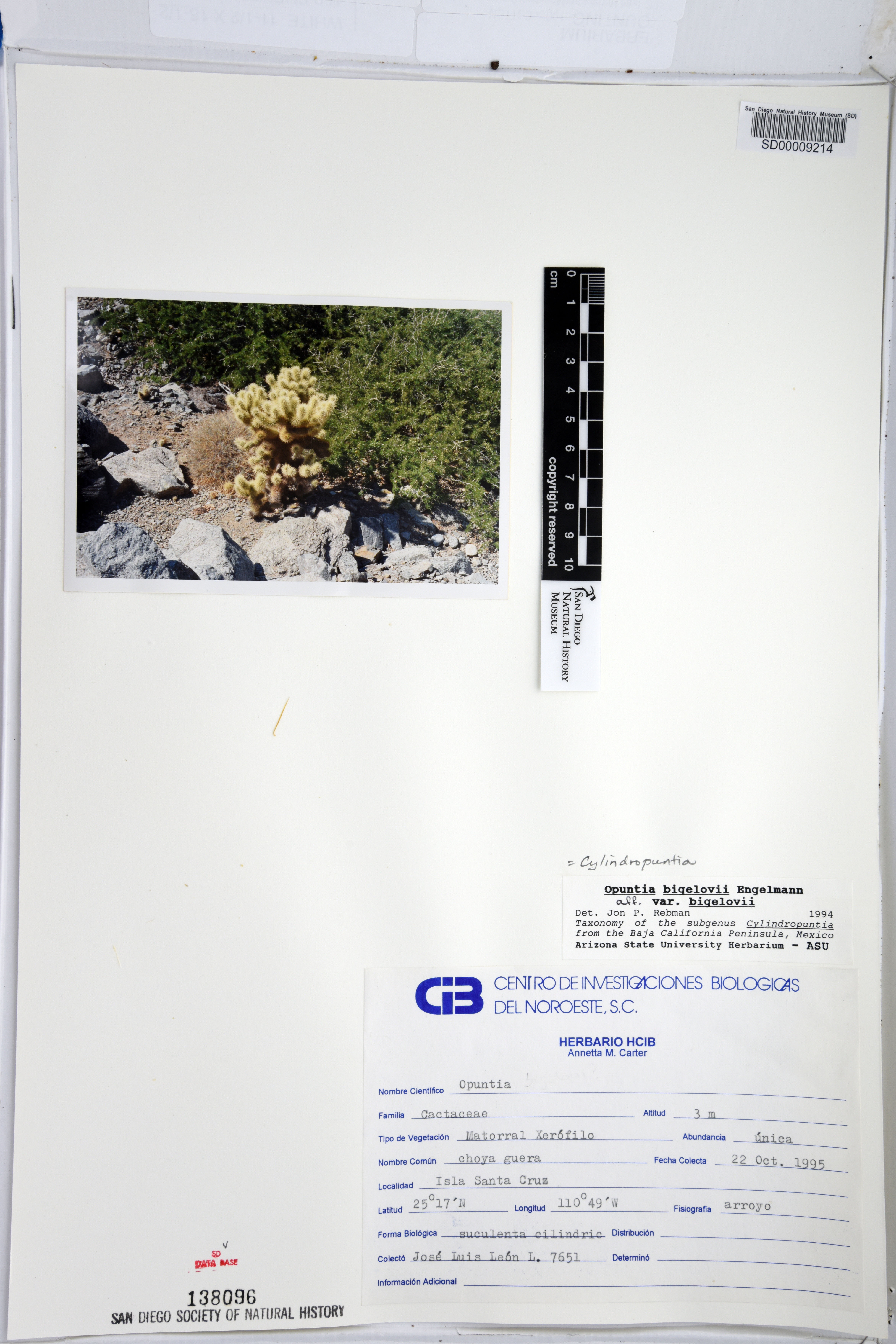 Cylindropuntia bigelovii var. bigelovii image