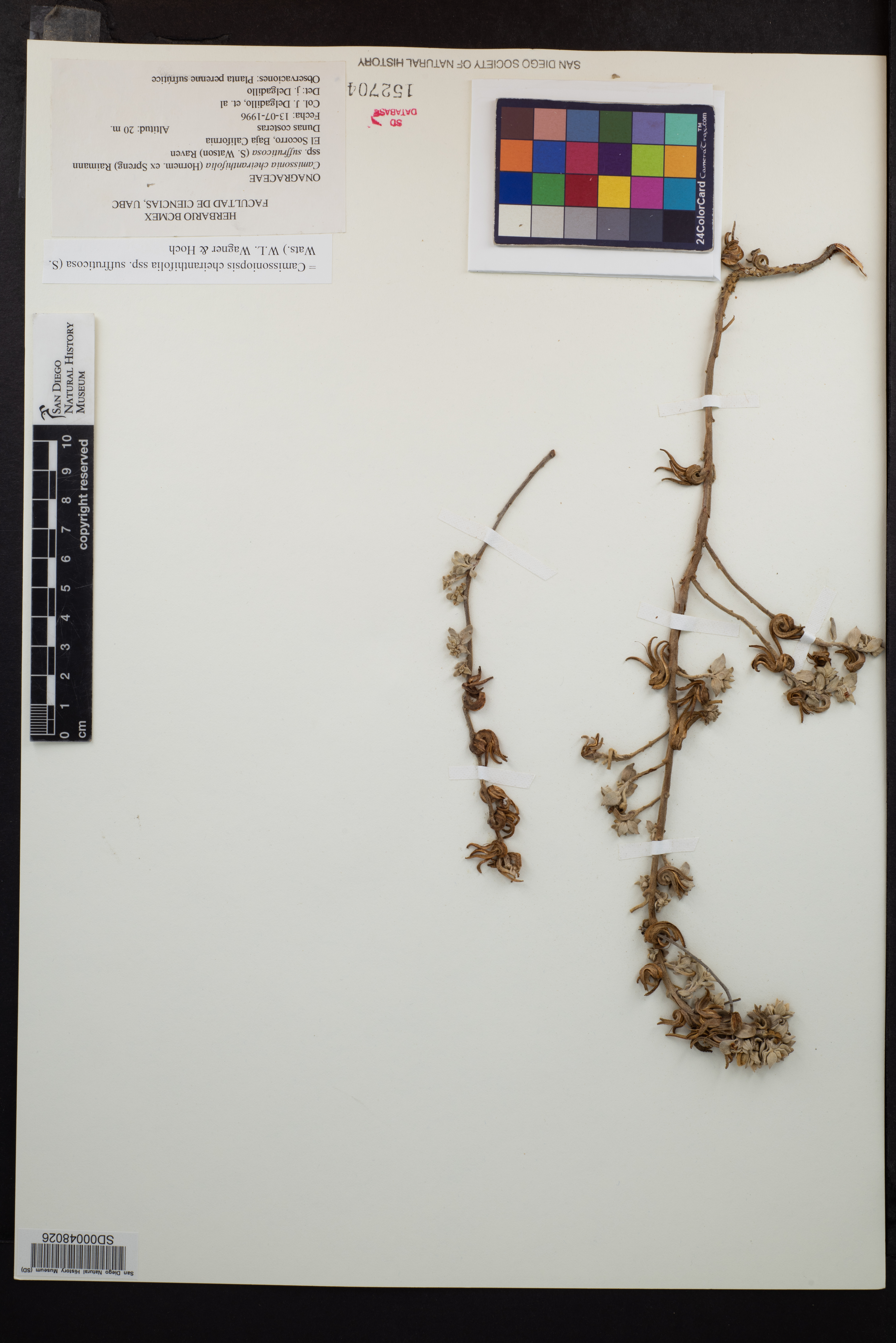 Camissoniopsis cheiranthifolia subsp. suffruticosa image