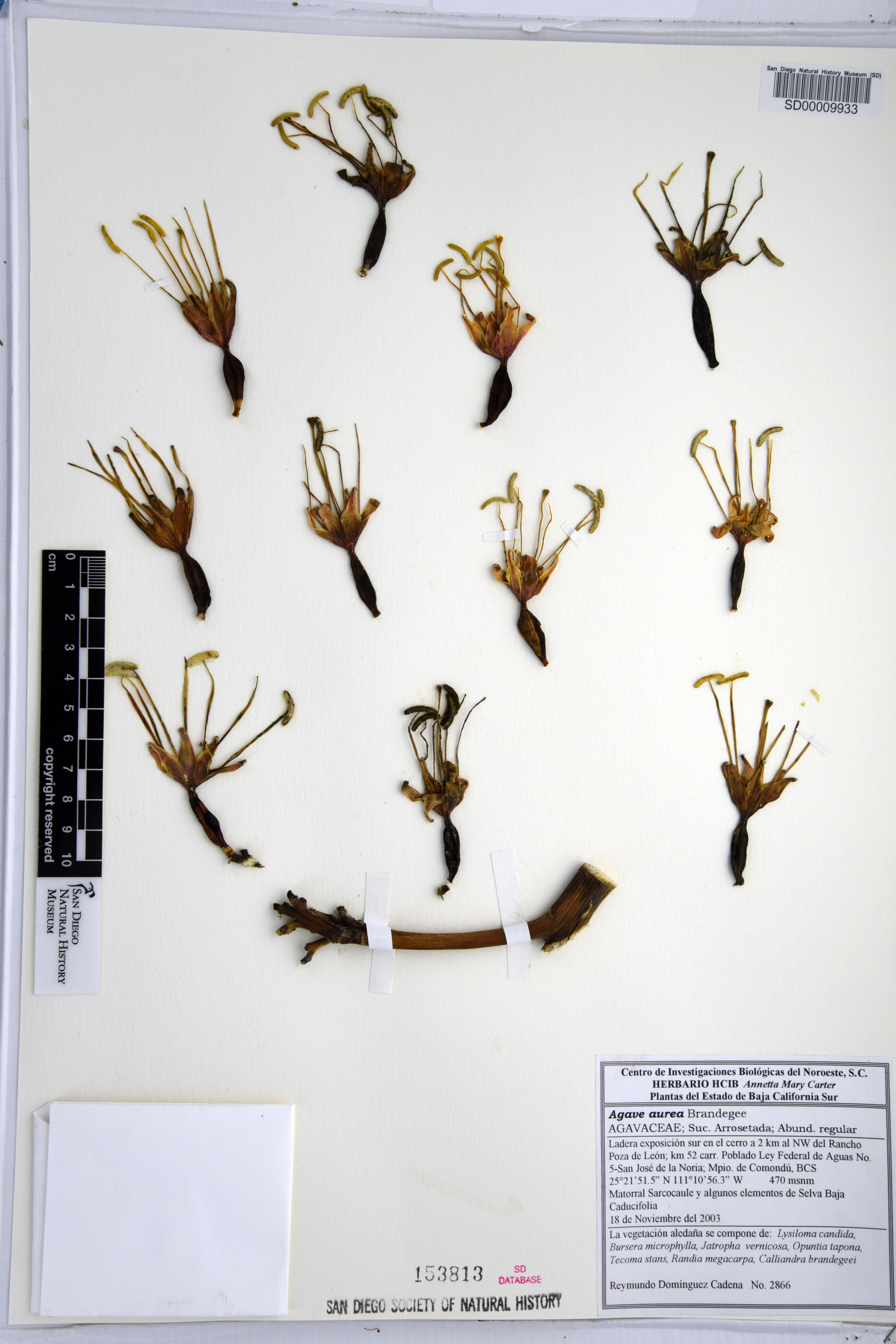 Agave aurea image