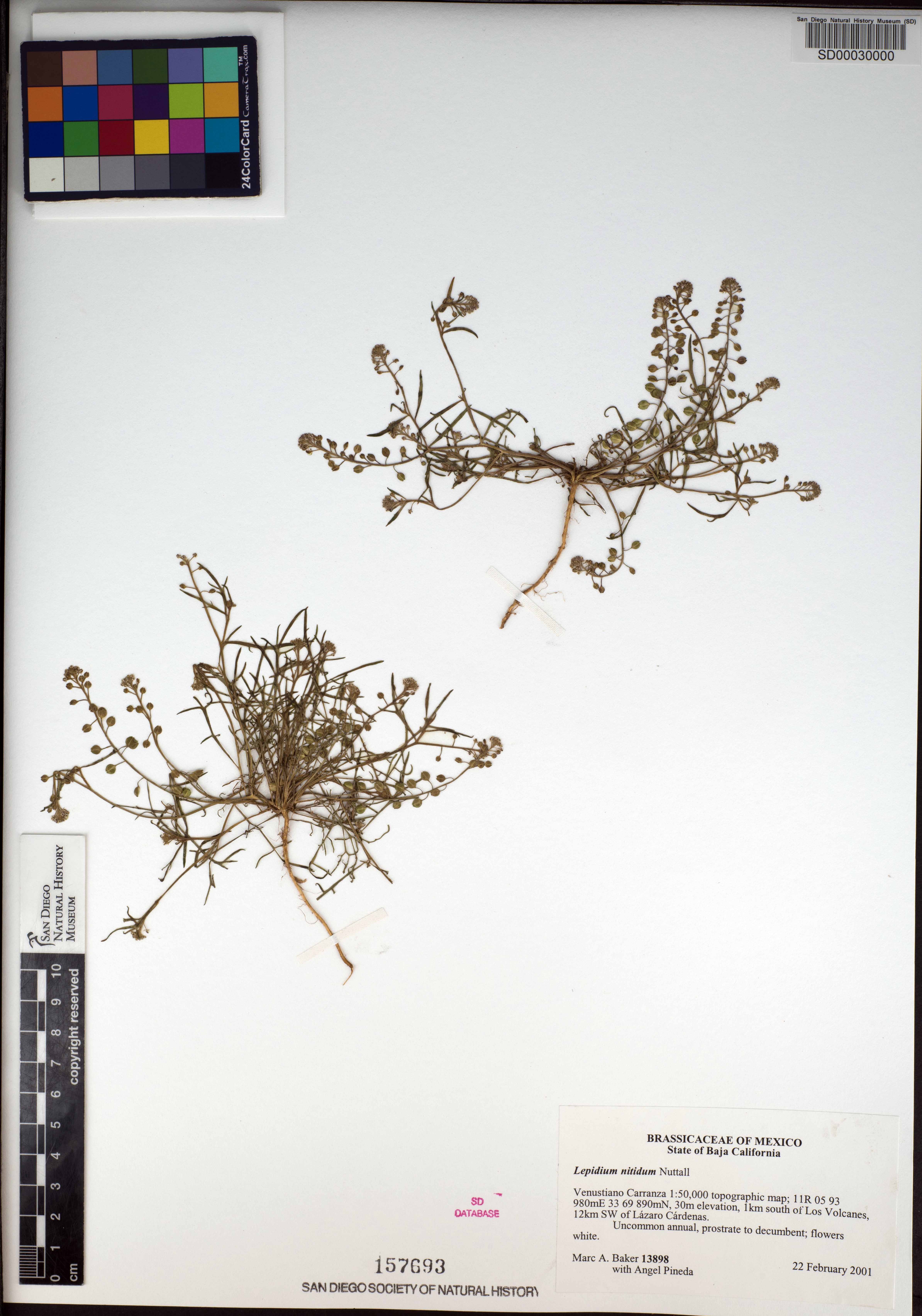 Lepidium nitidum image