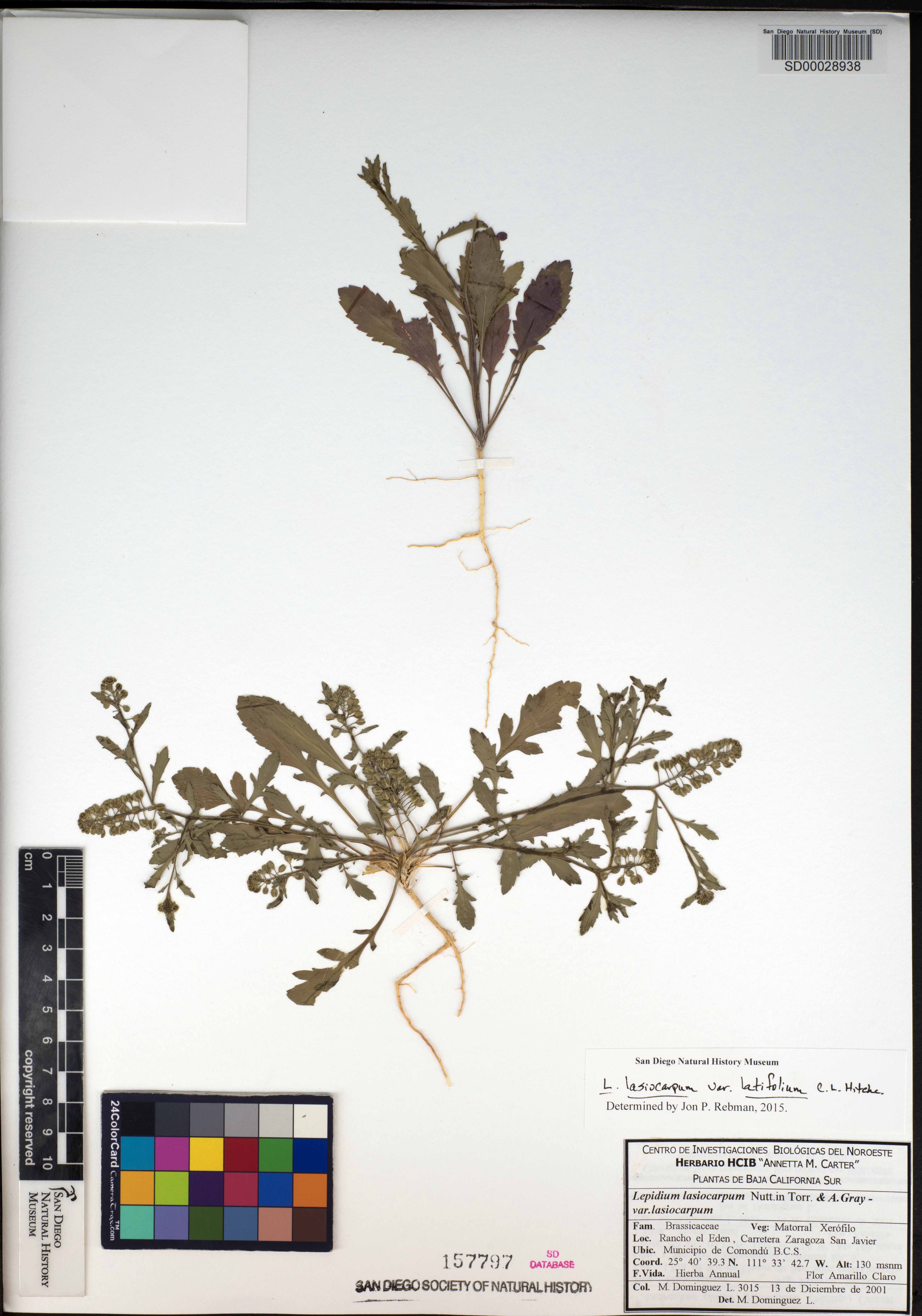 Lepidium lasiocarpum var. latifolium image