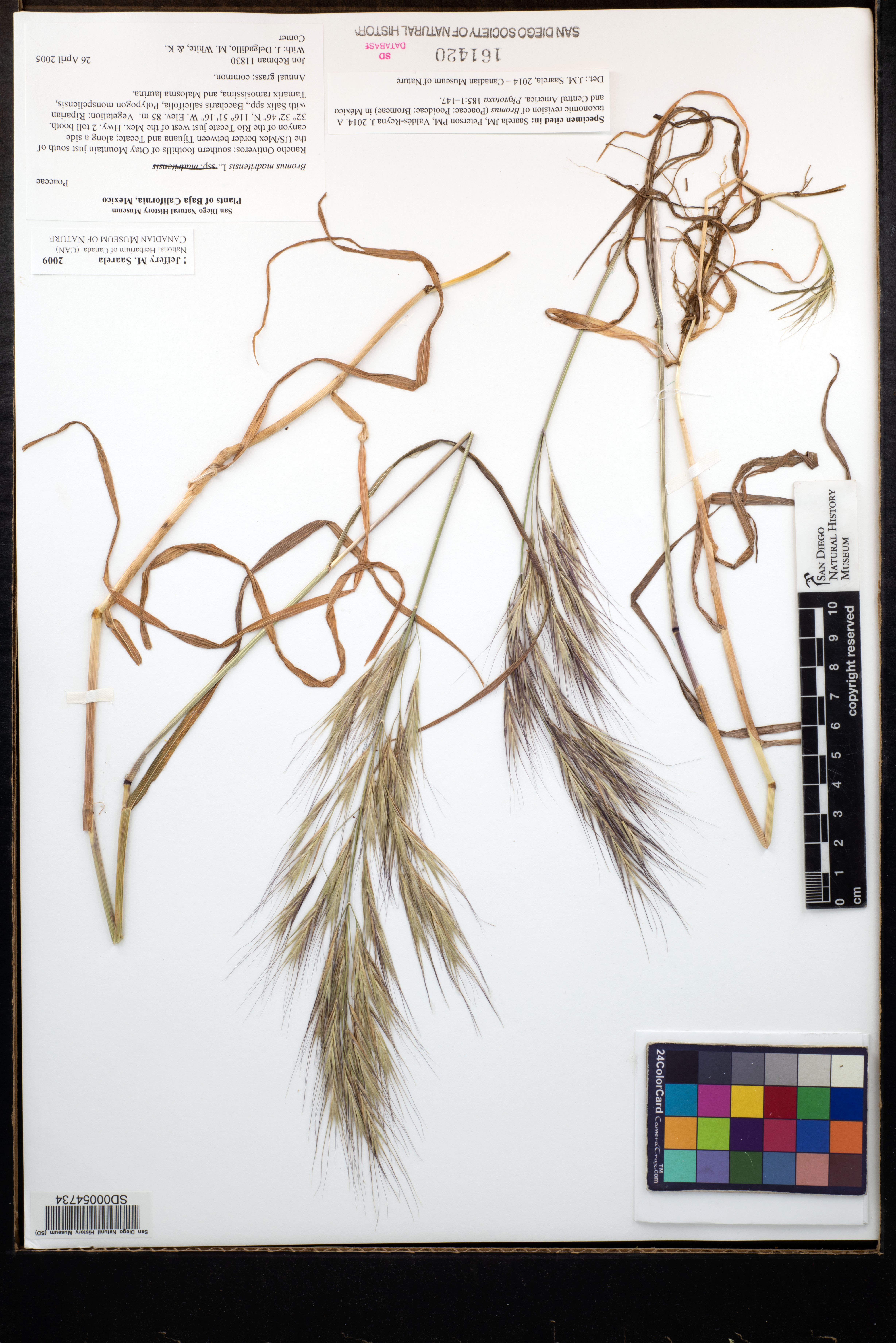 Bromus madritensis image