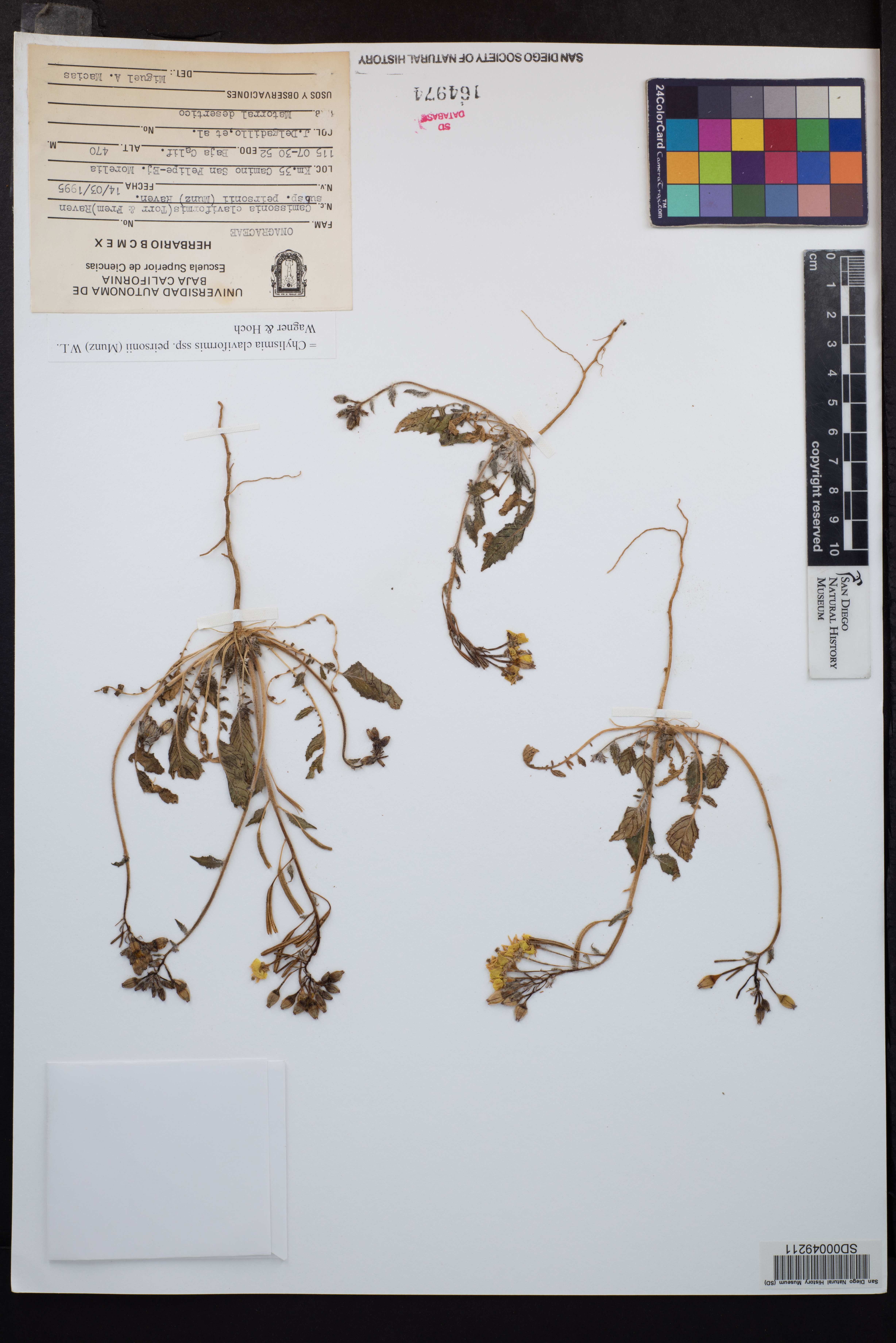 Chylismia claviformis subsp. peirsonii image