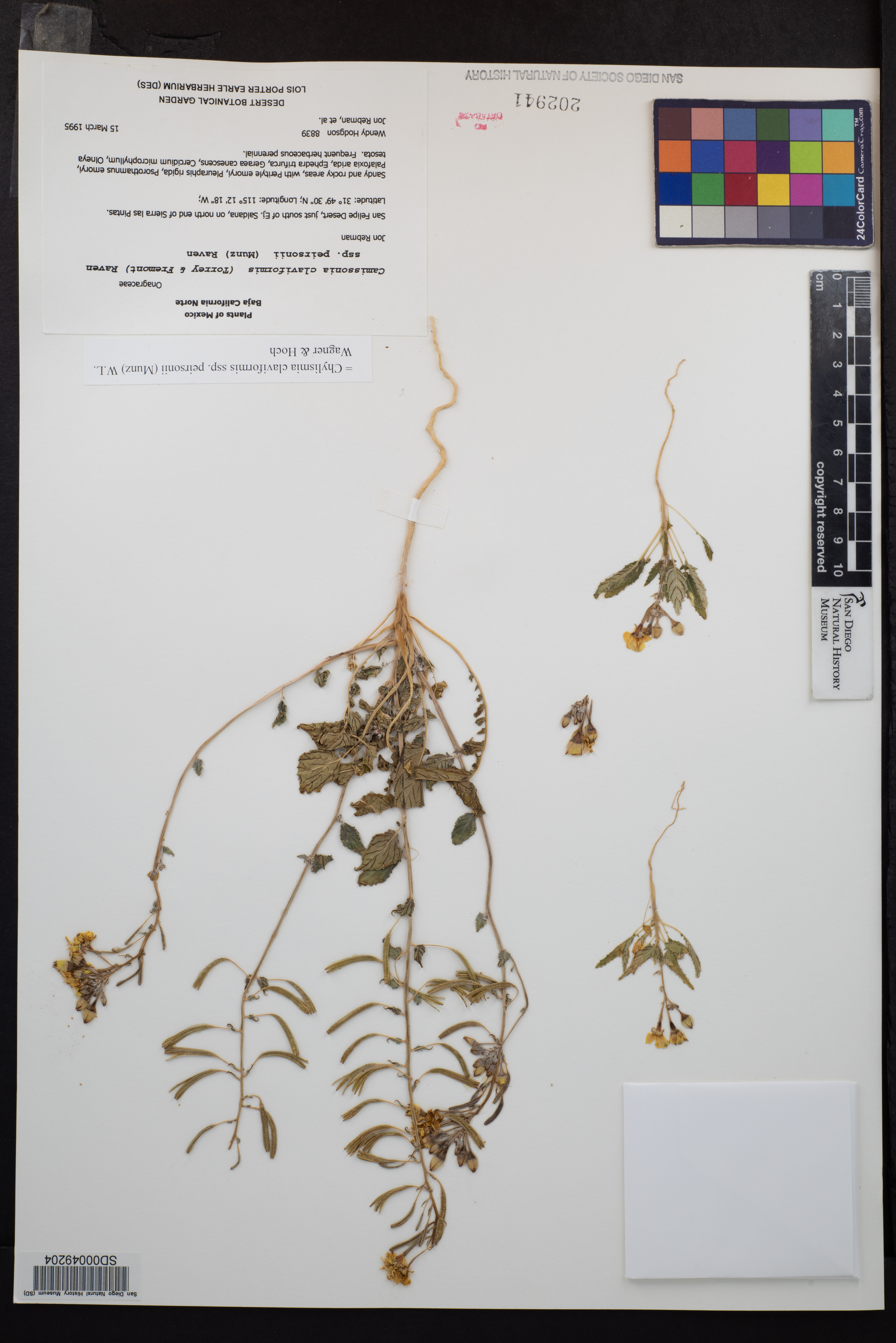 Chylismia claviformis subsp. peirsonii image