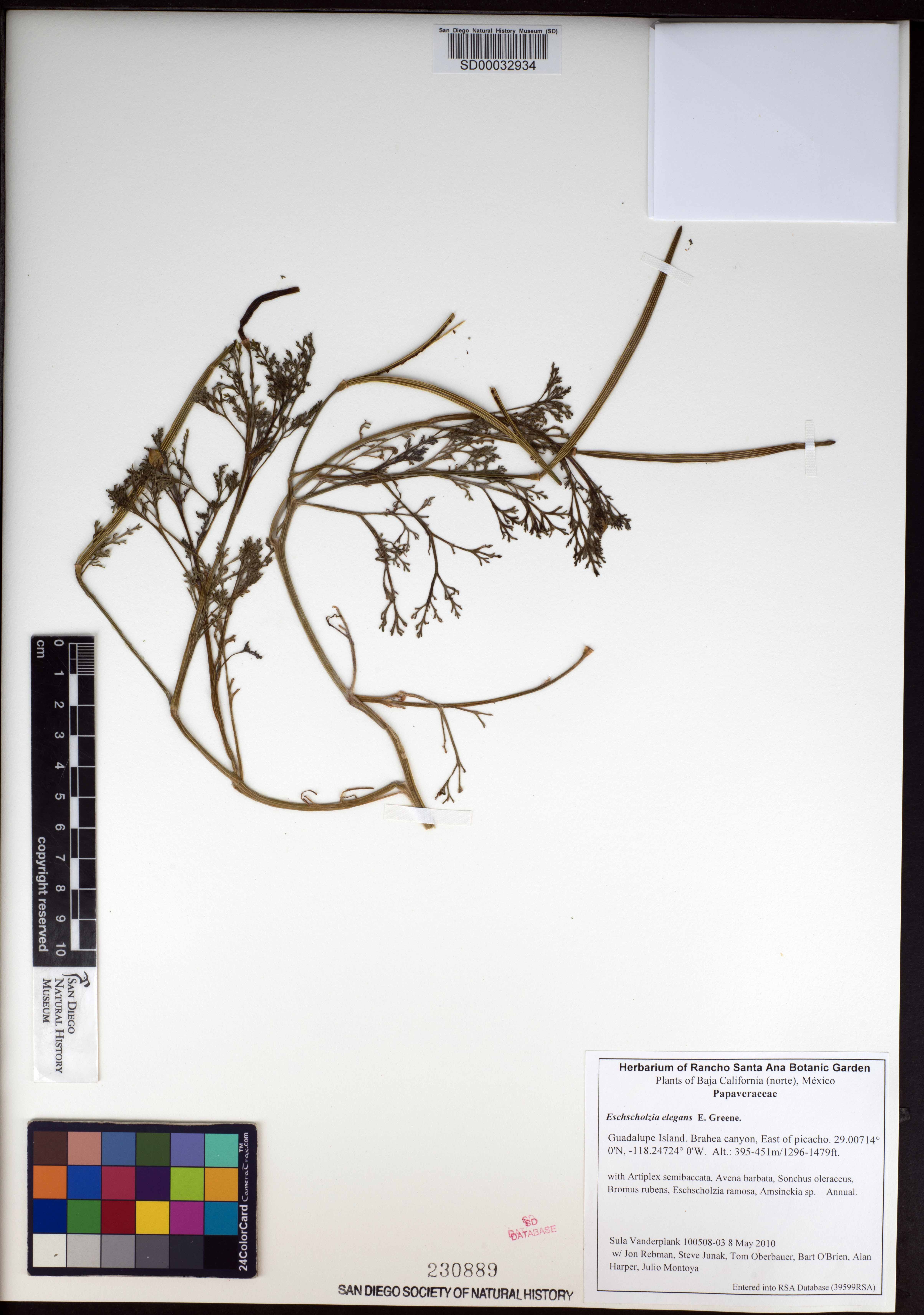 Eschscholzia californica subsp. californica image