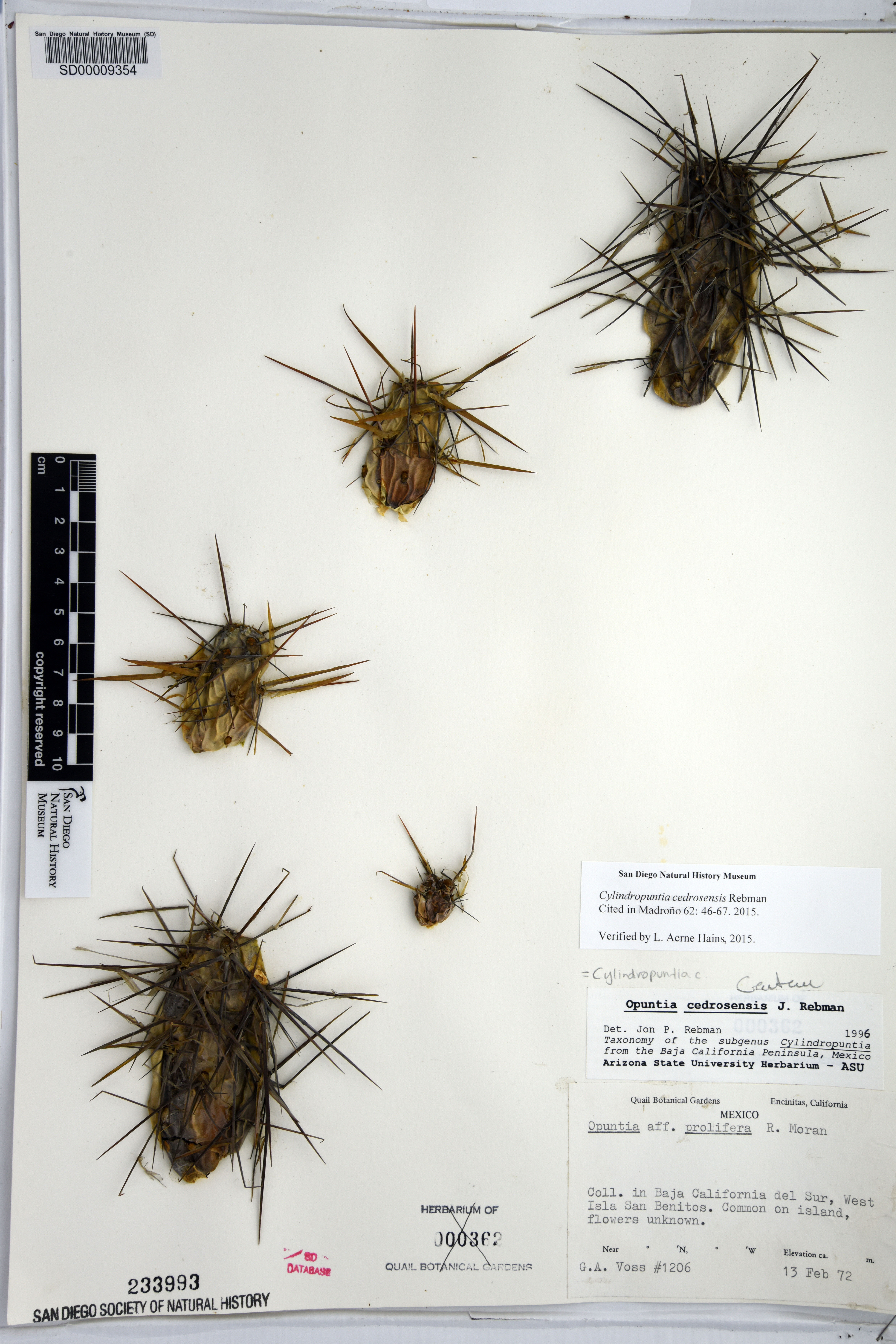 Cylindropuntia cedrosensis image