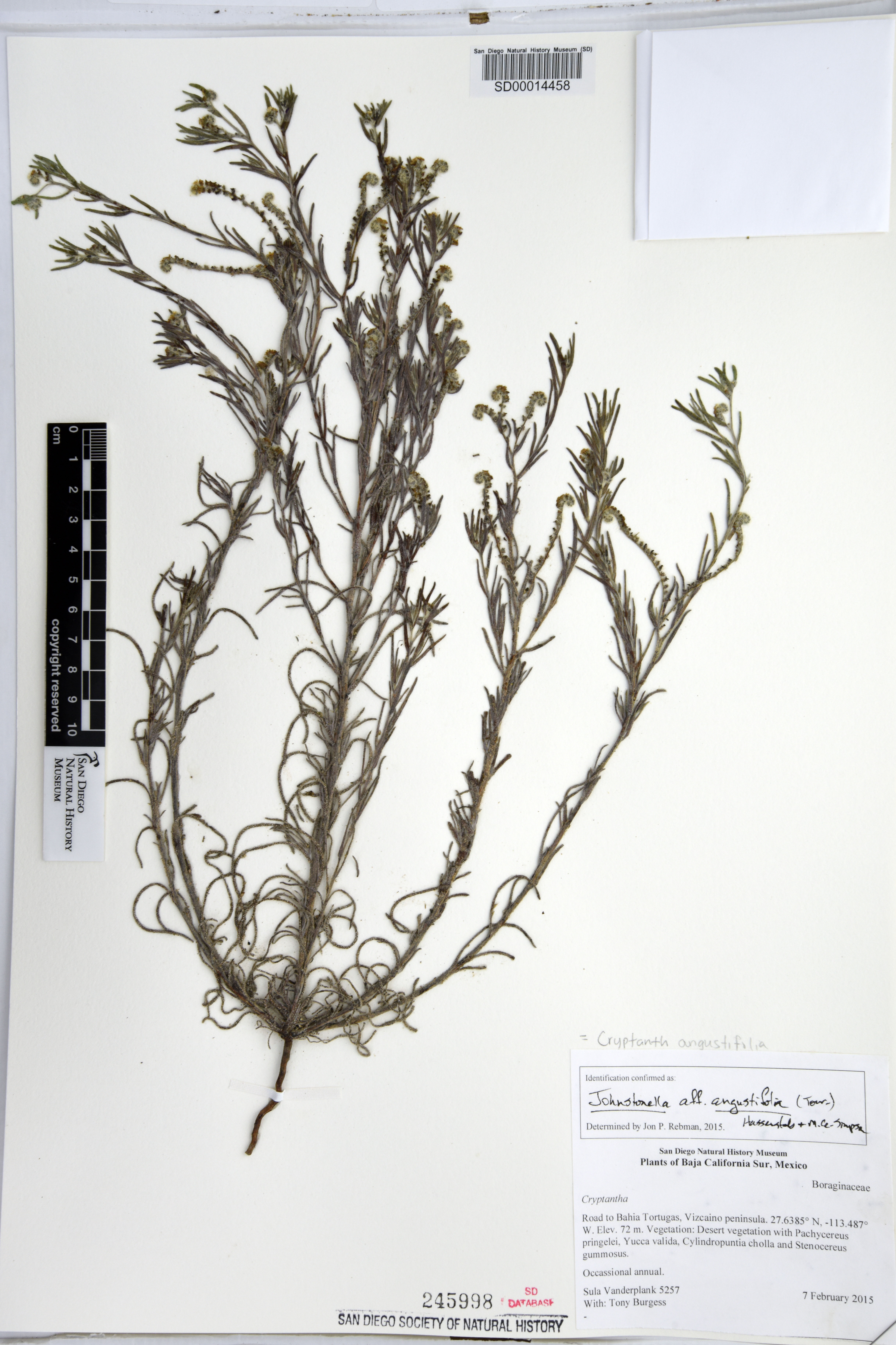 Johnstonella angustifolia image