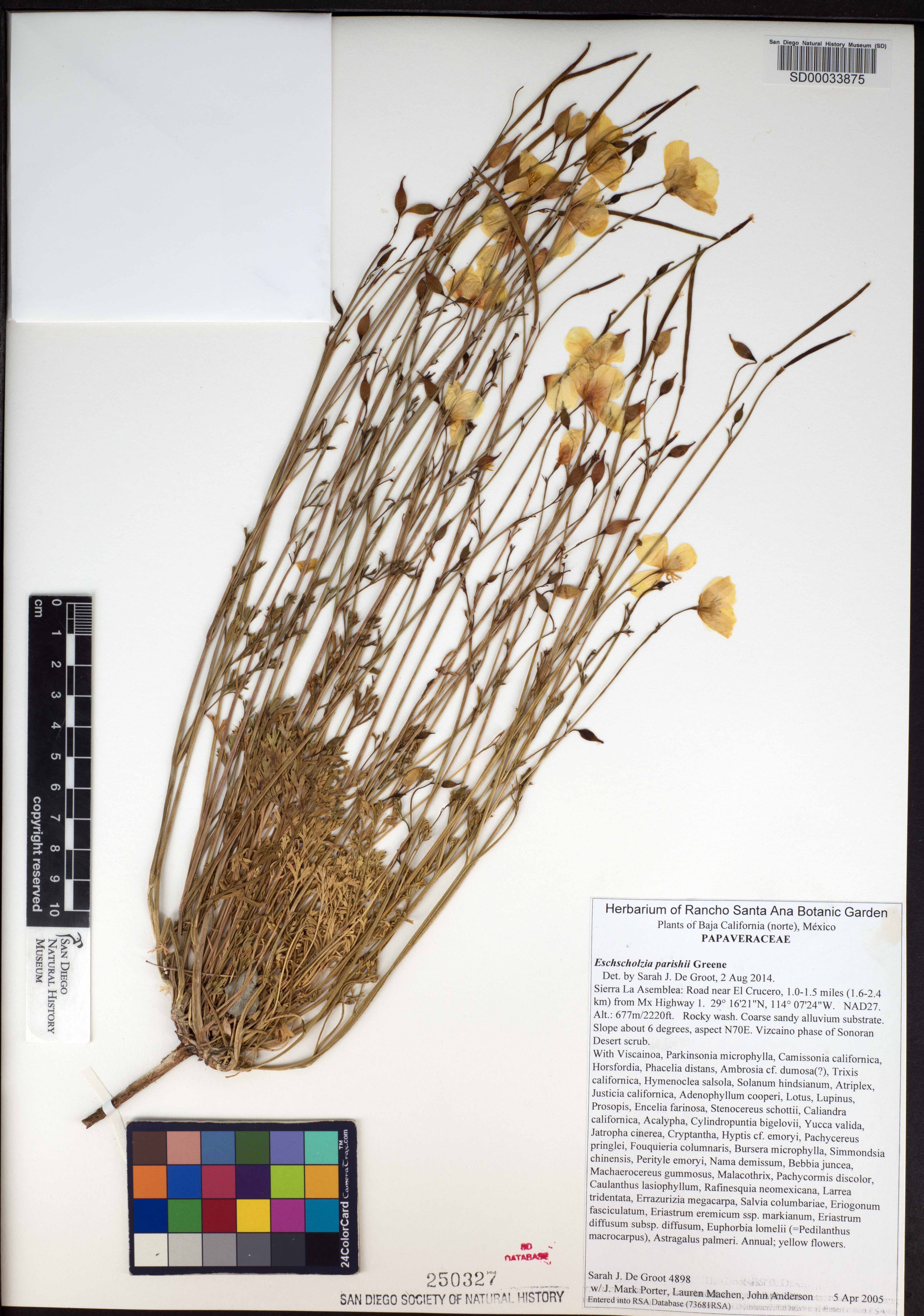 Eschscholzia parishii image