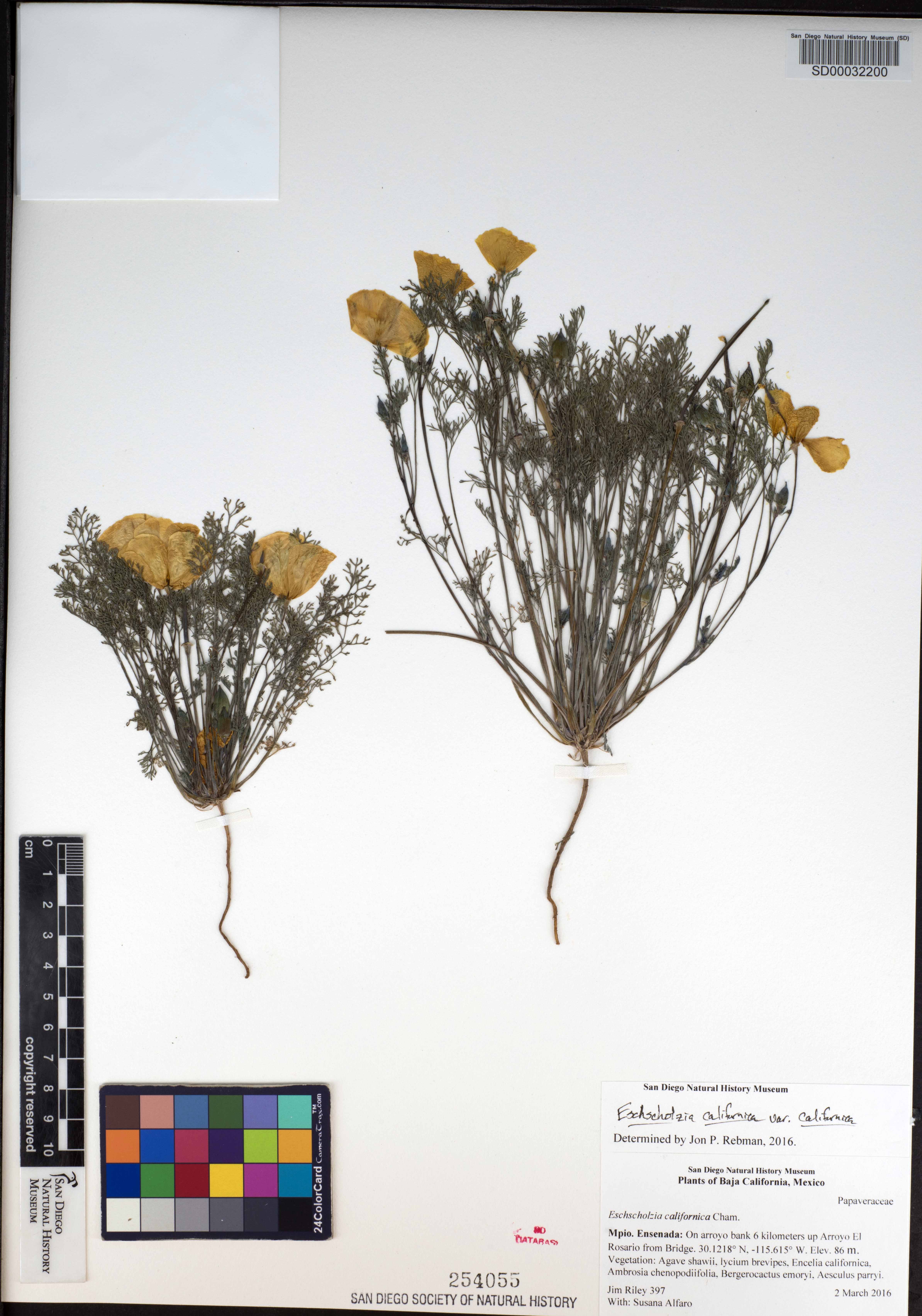 Eschscholzia californica subsp. californica image