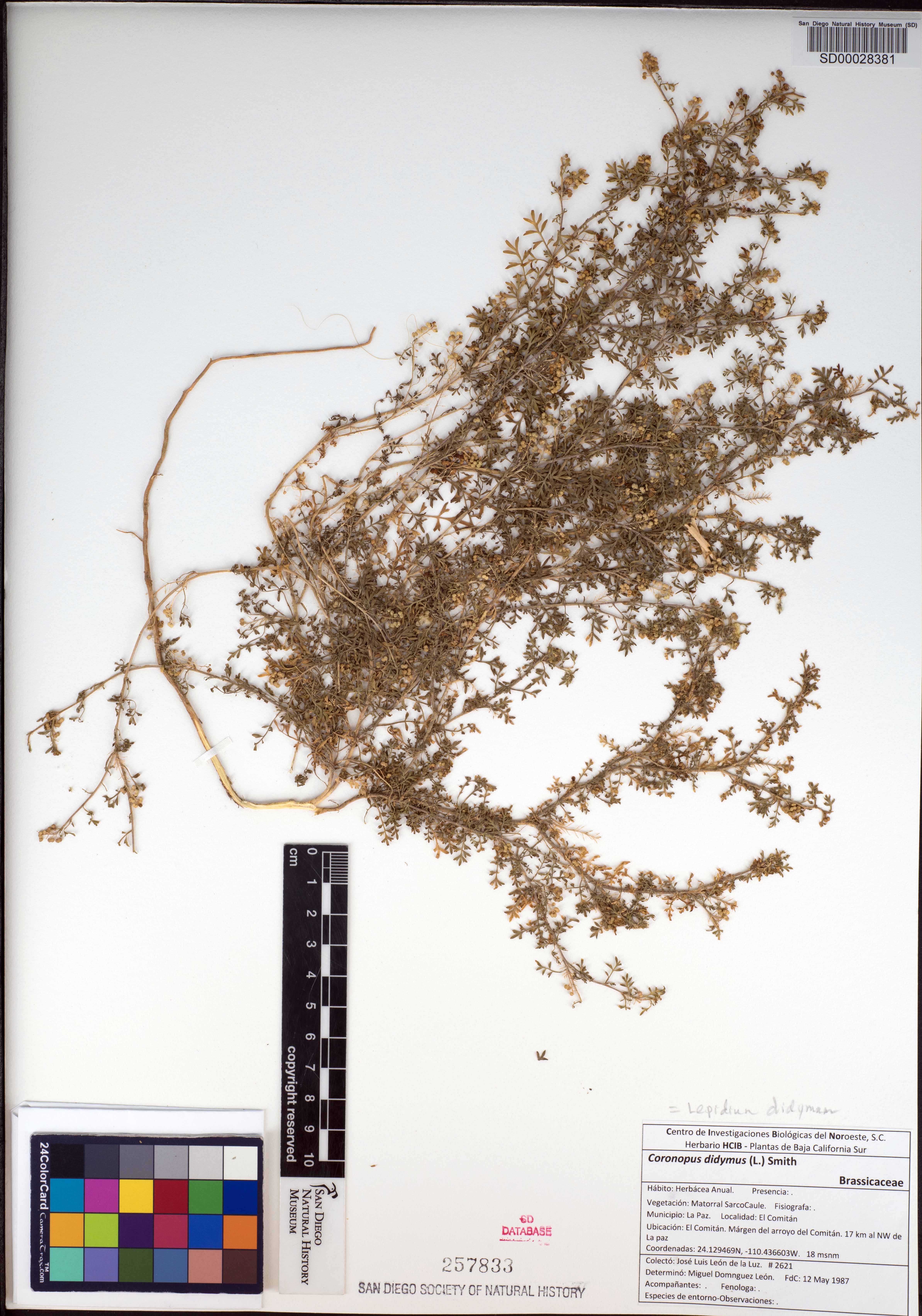 Lepidium didymum image