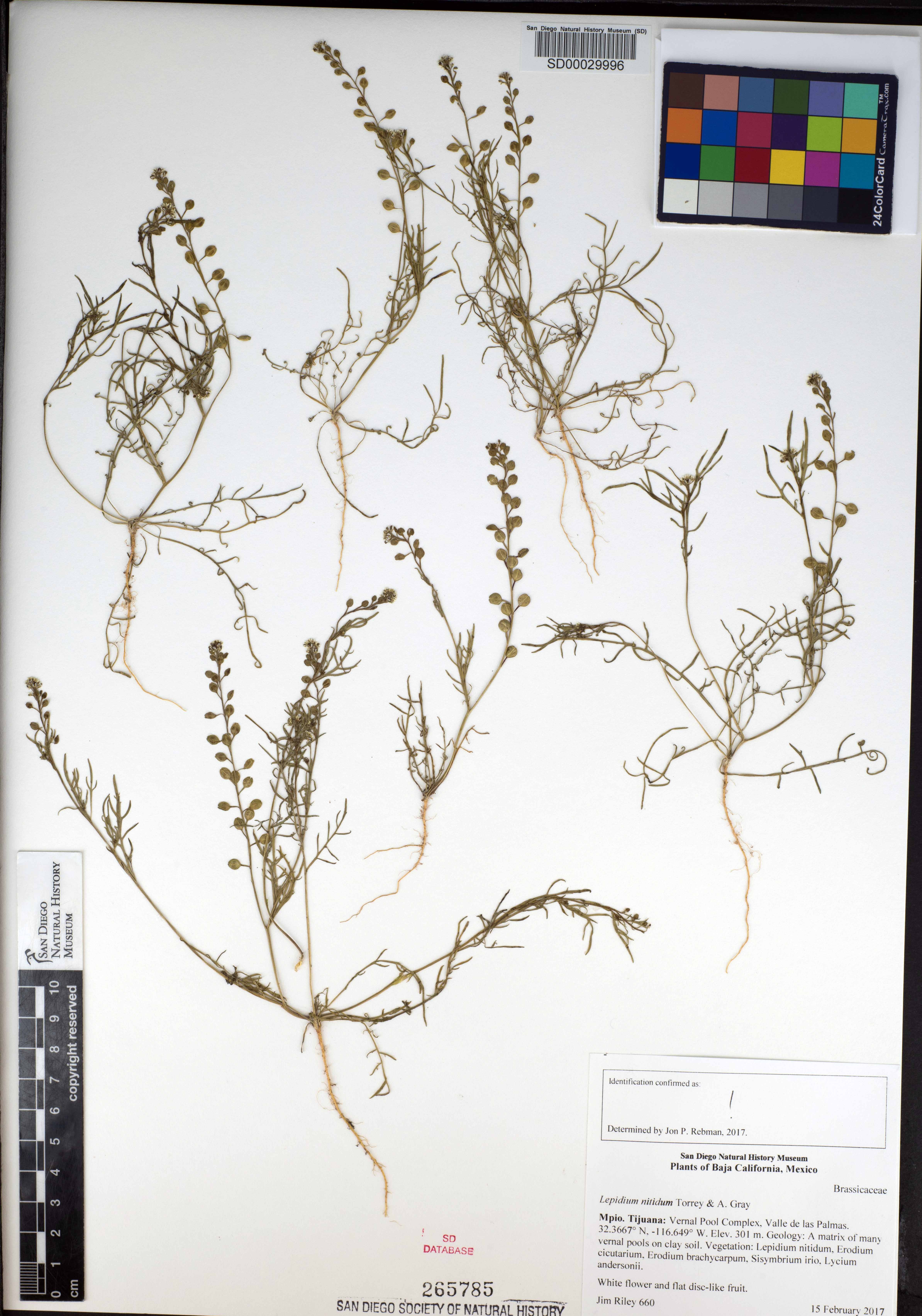 Lepidium nitidum image