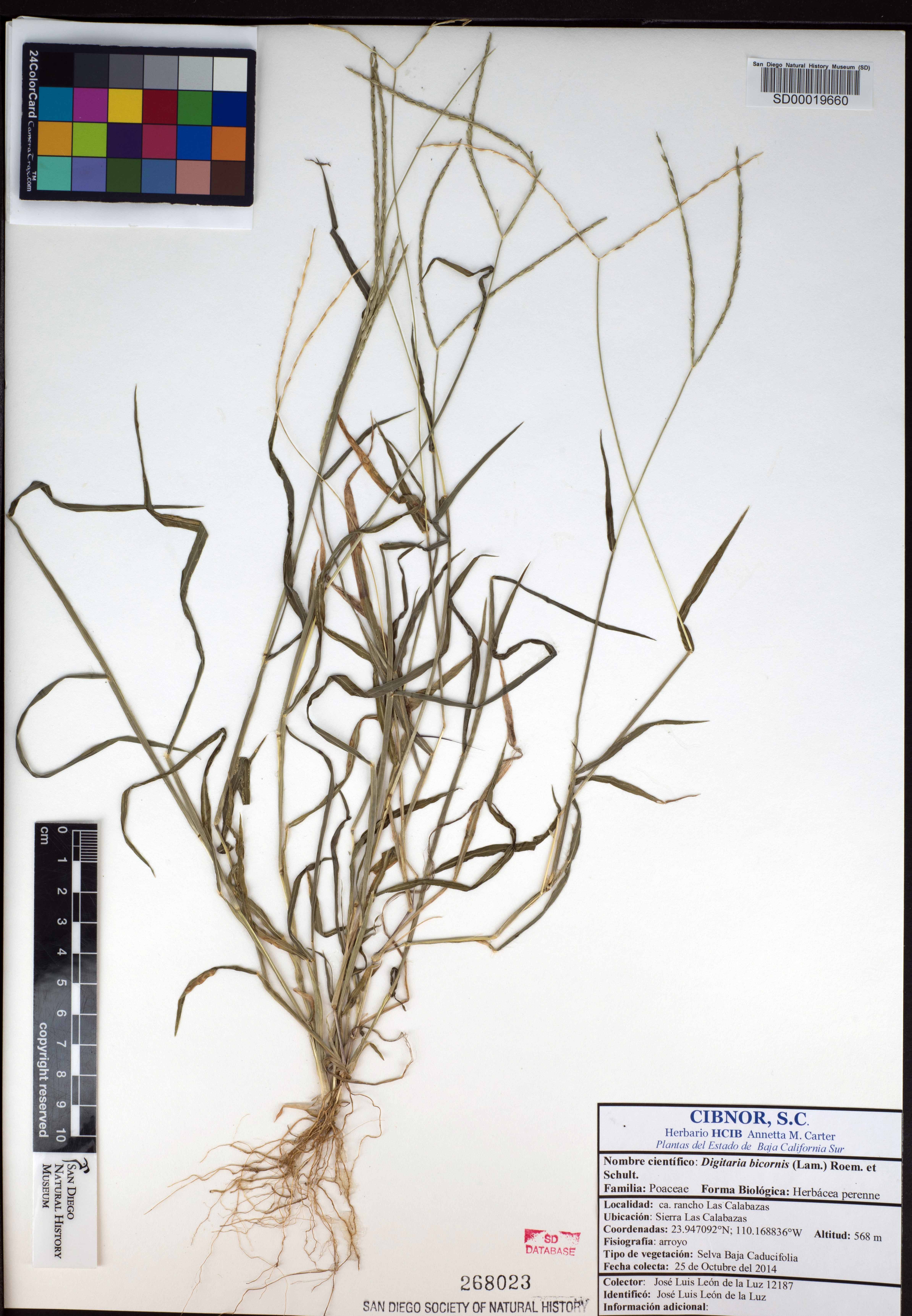 Digitaria bicornis image