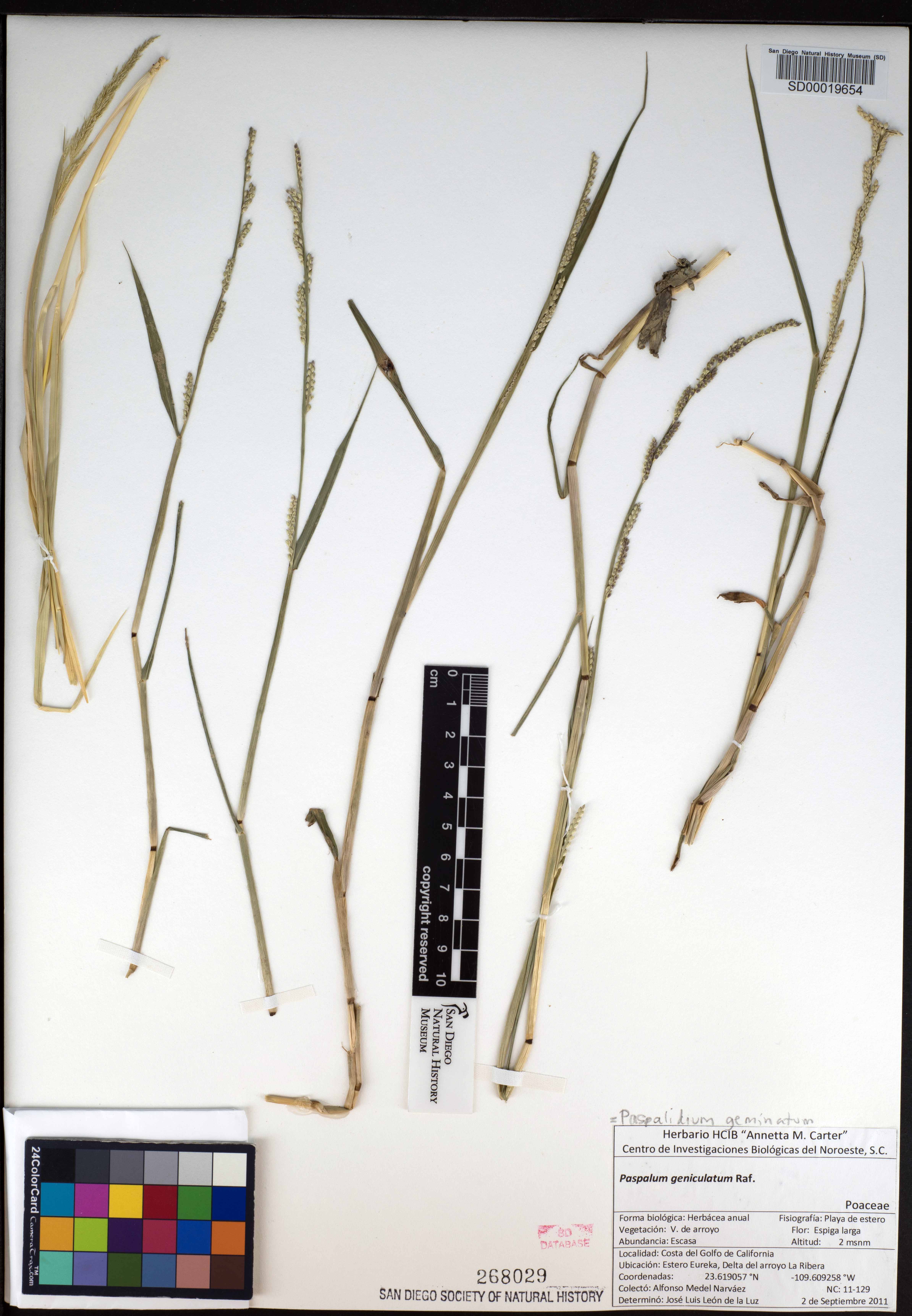 Setaria geminata image