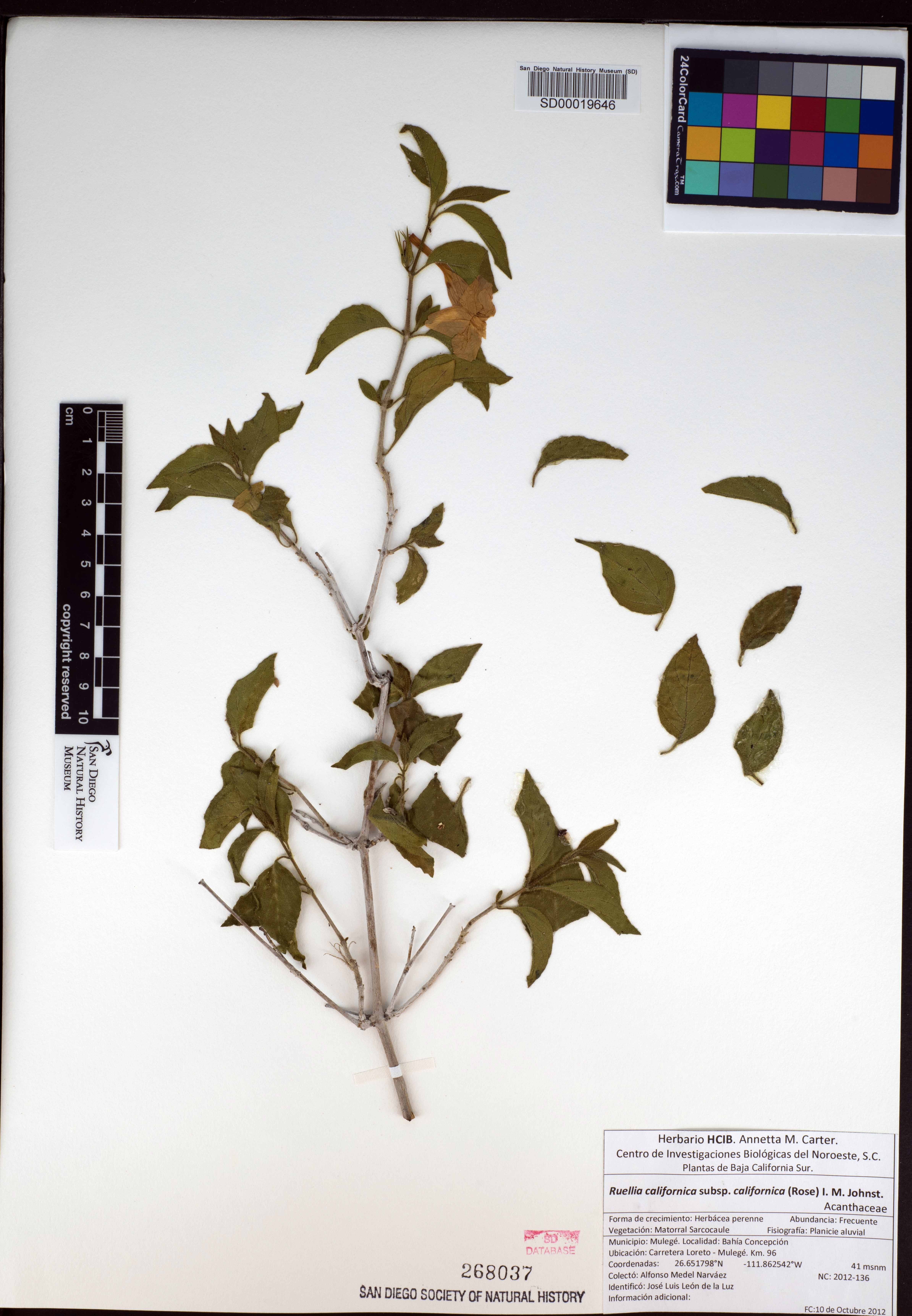 Ruellia californica subsp. californica image