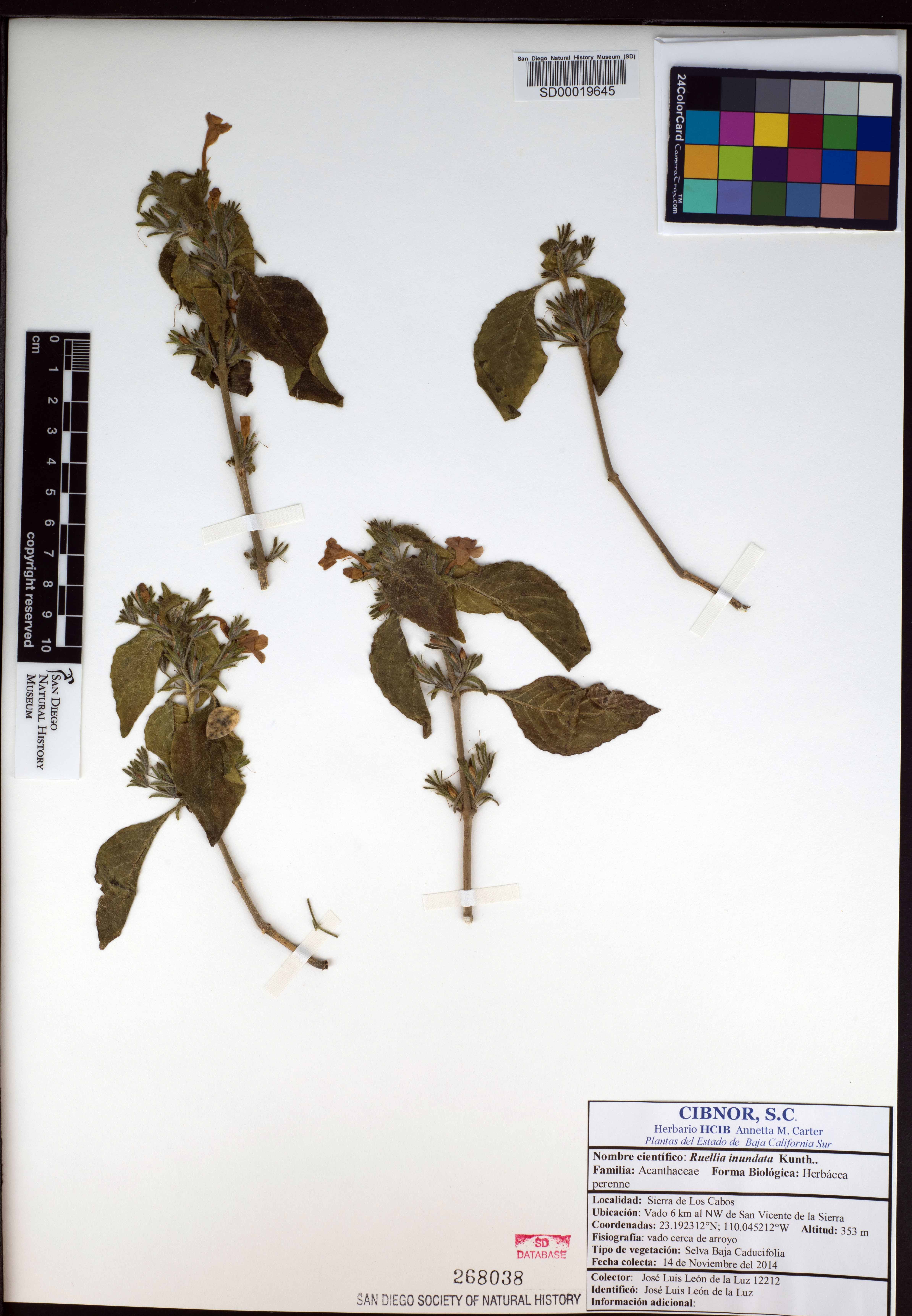 Ruellia inundata image