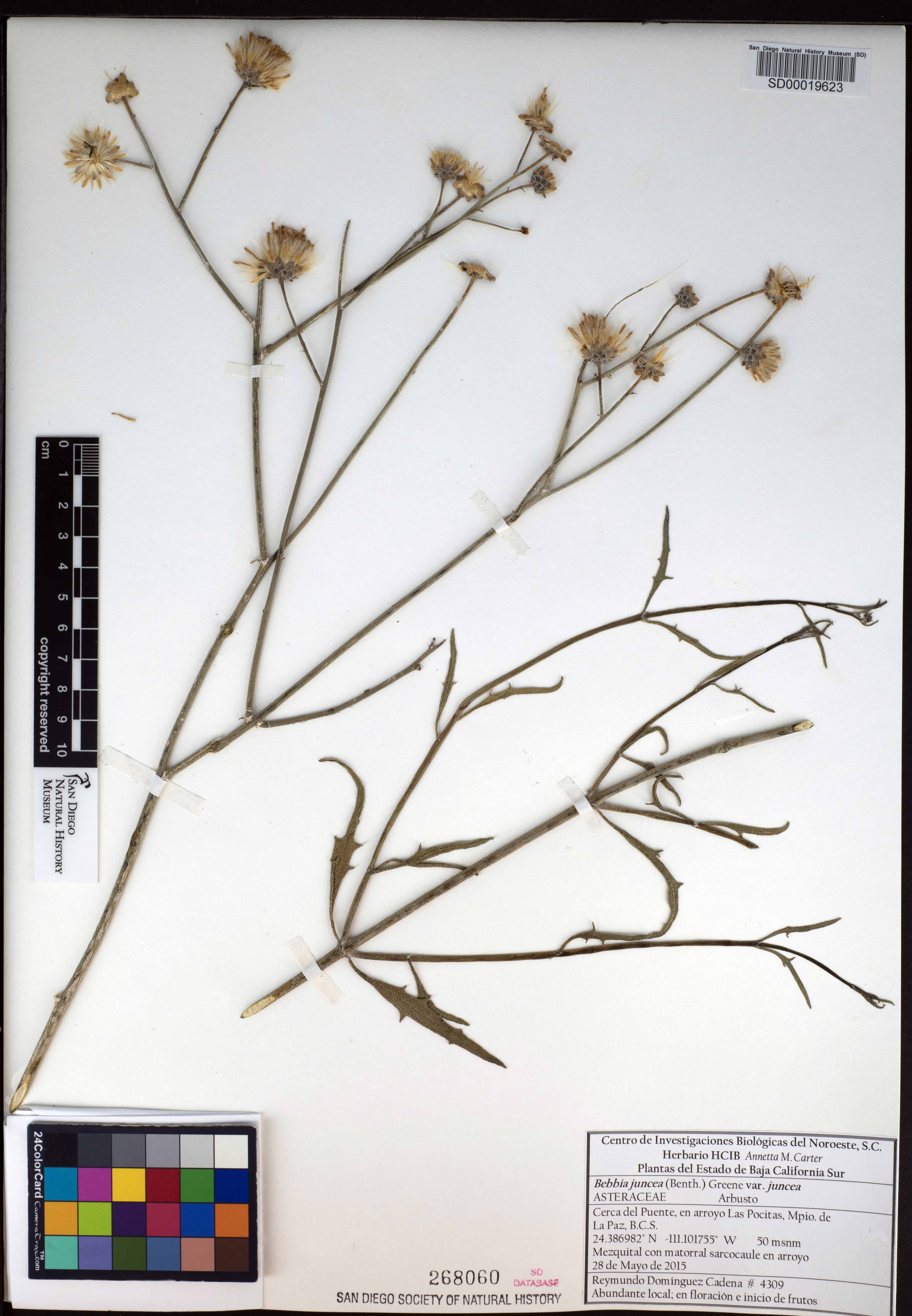 Bebbia juncea var. juncea image