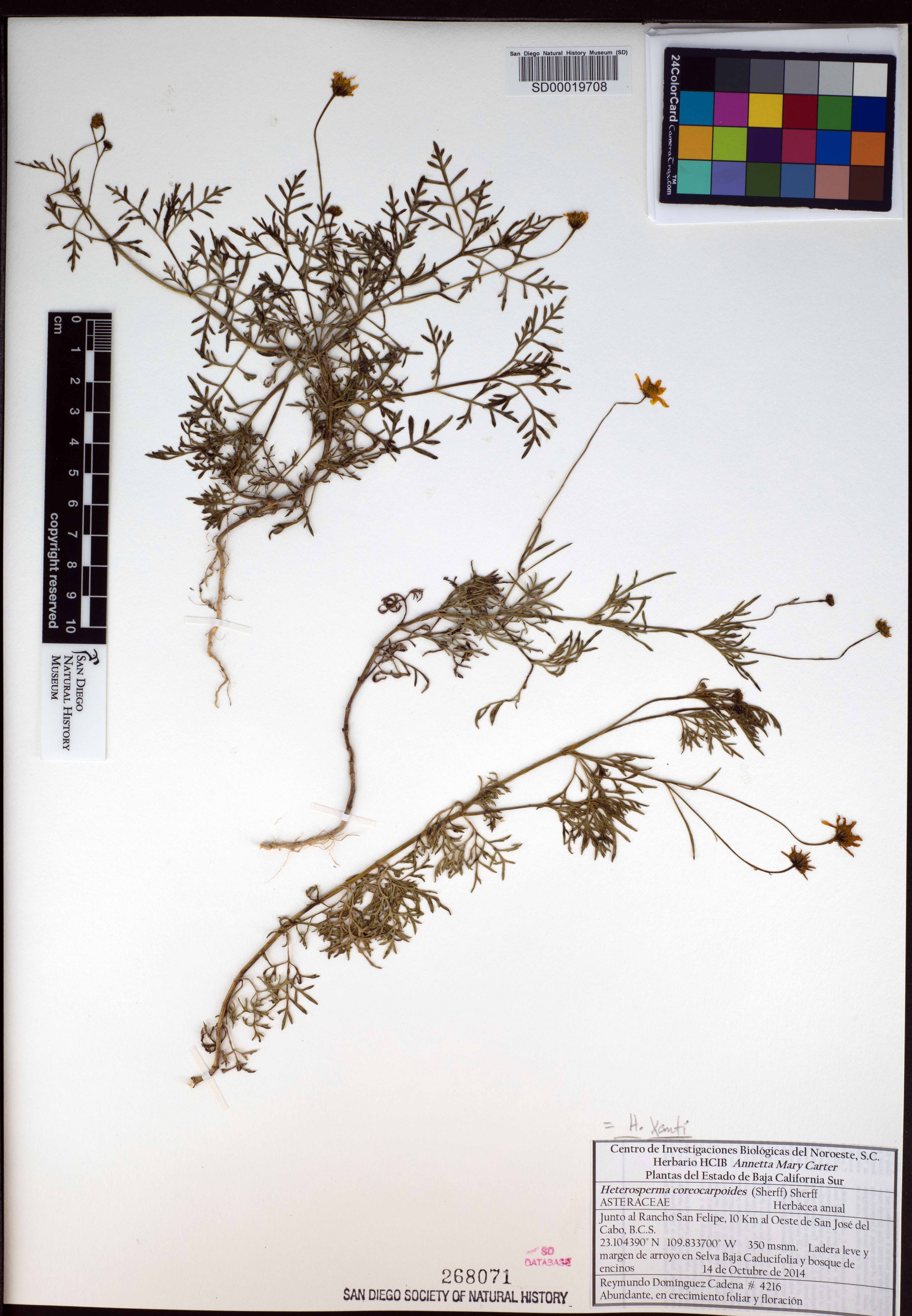 Bidens xanti image