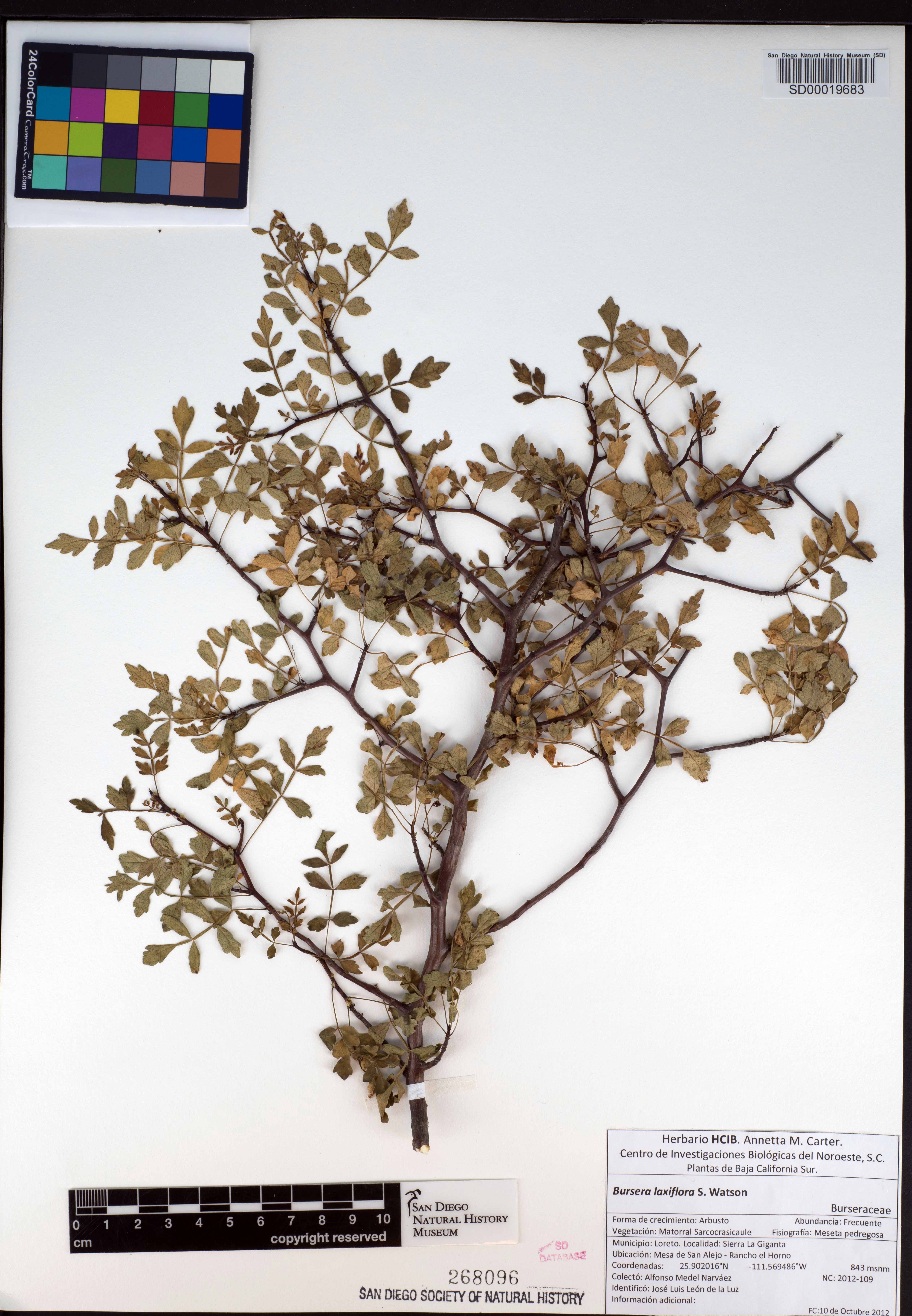 Bursera laxiflora image