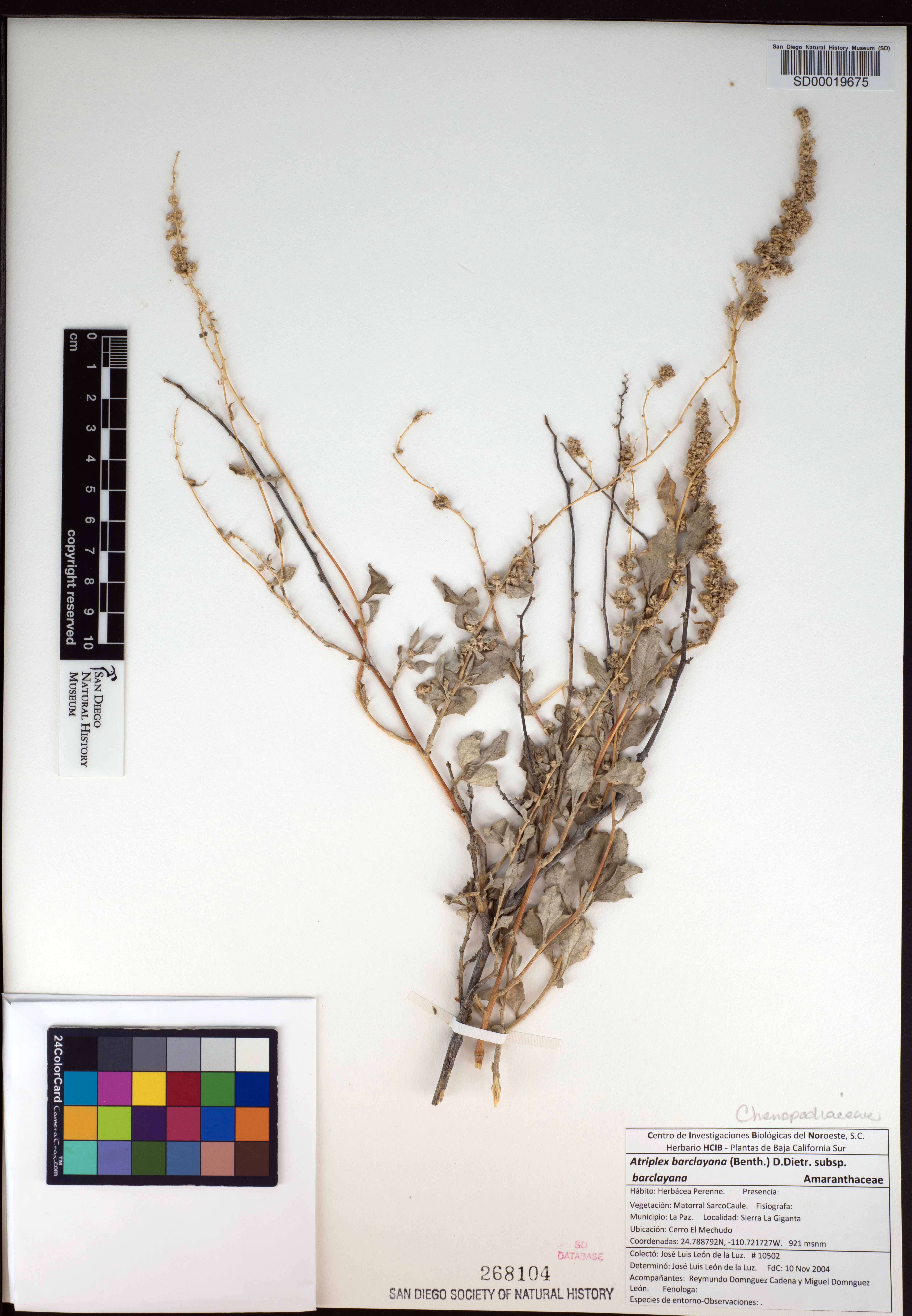 Atriplex barclayana subsp. barclayana image