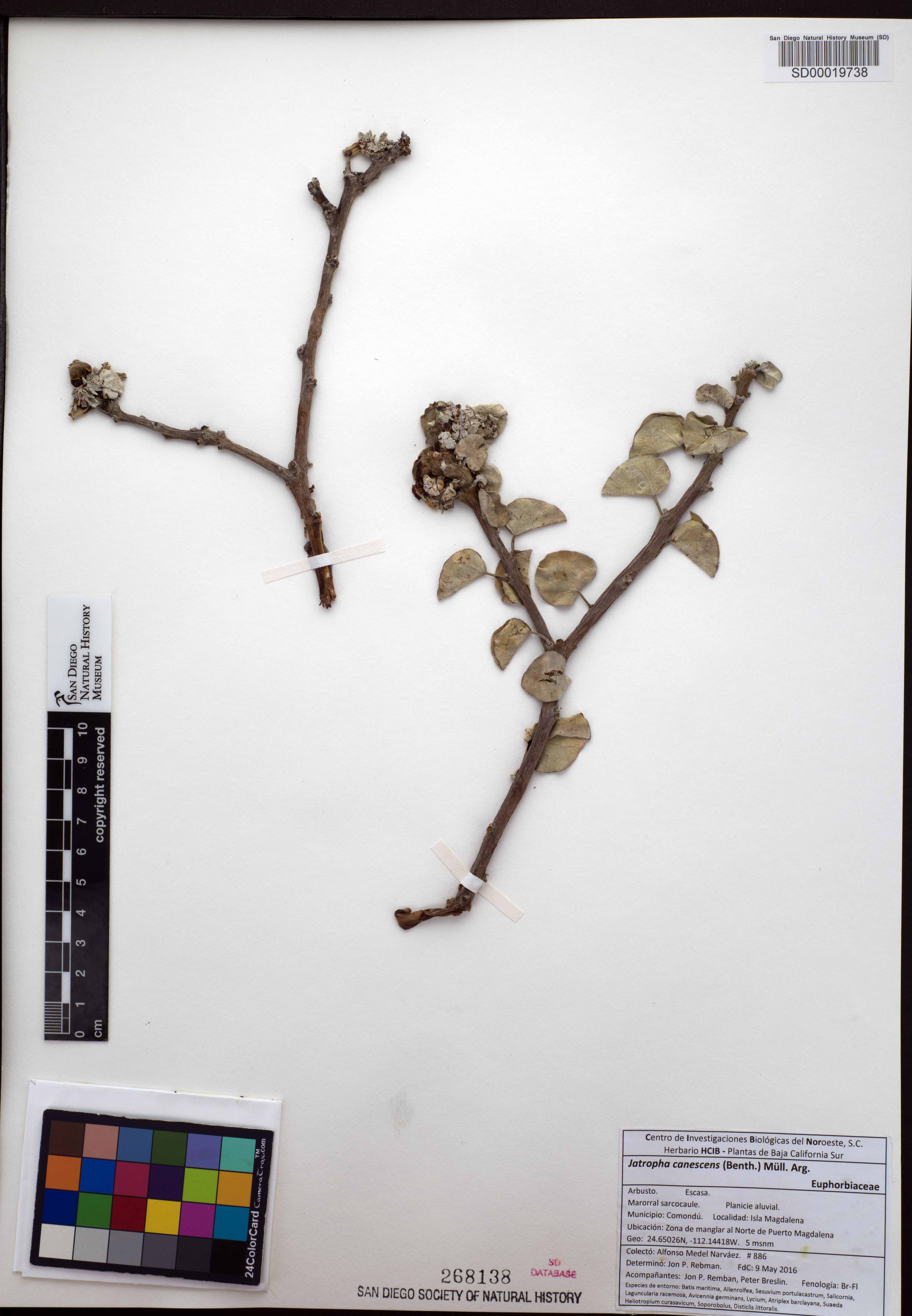 Jatropha canescens image