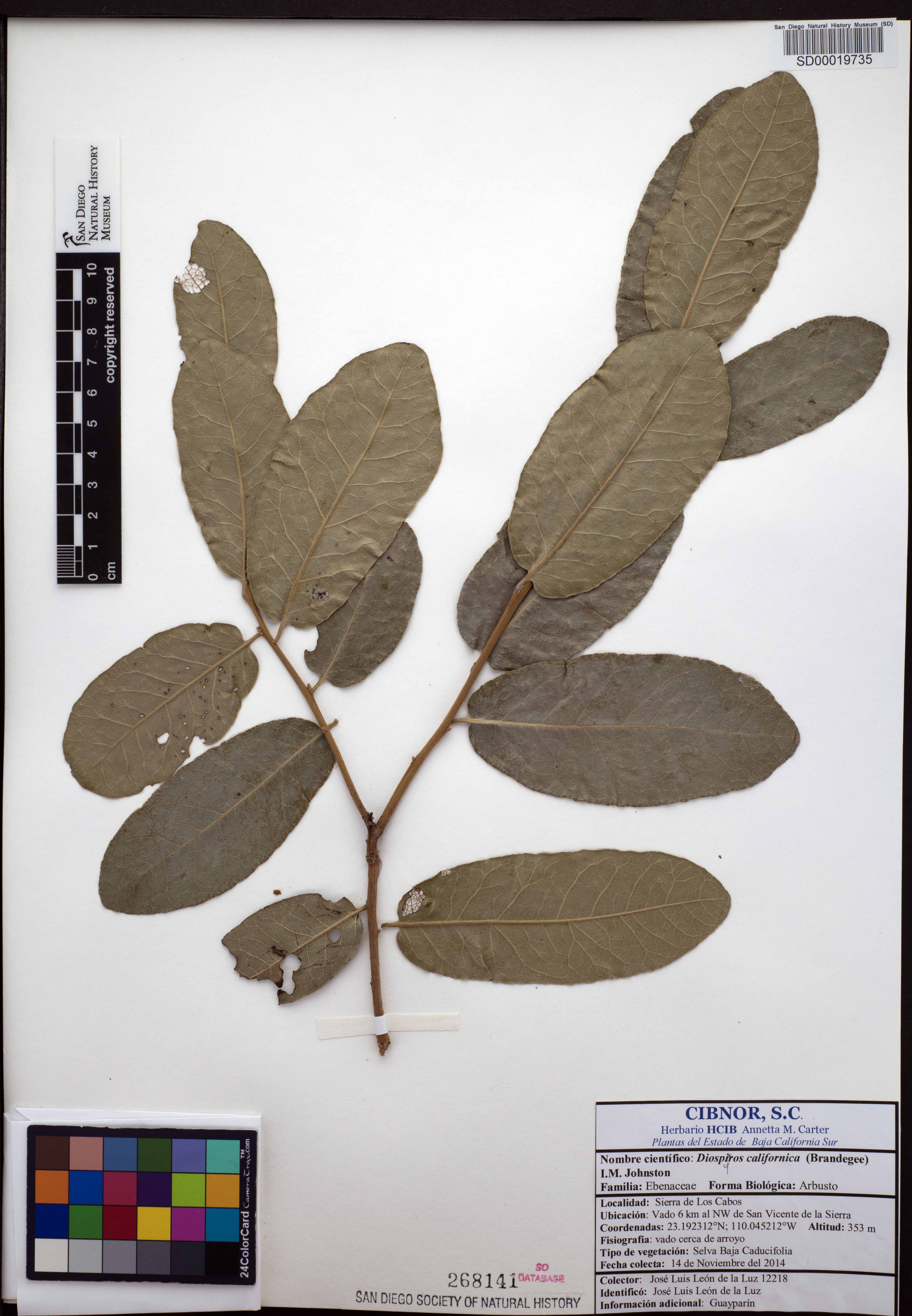 Diospyros californica image