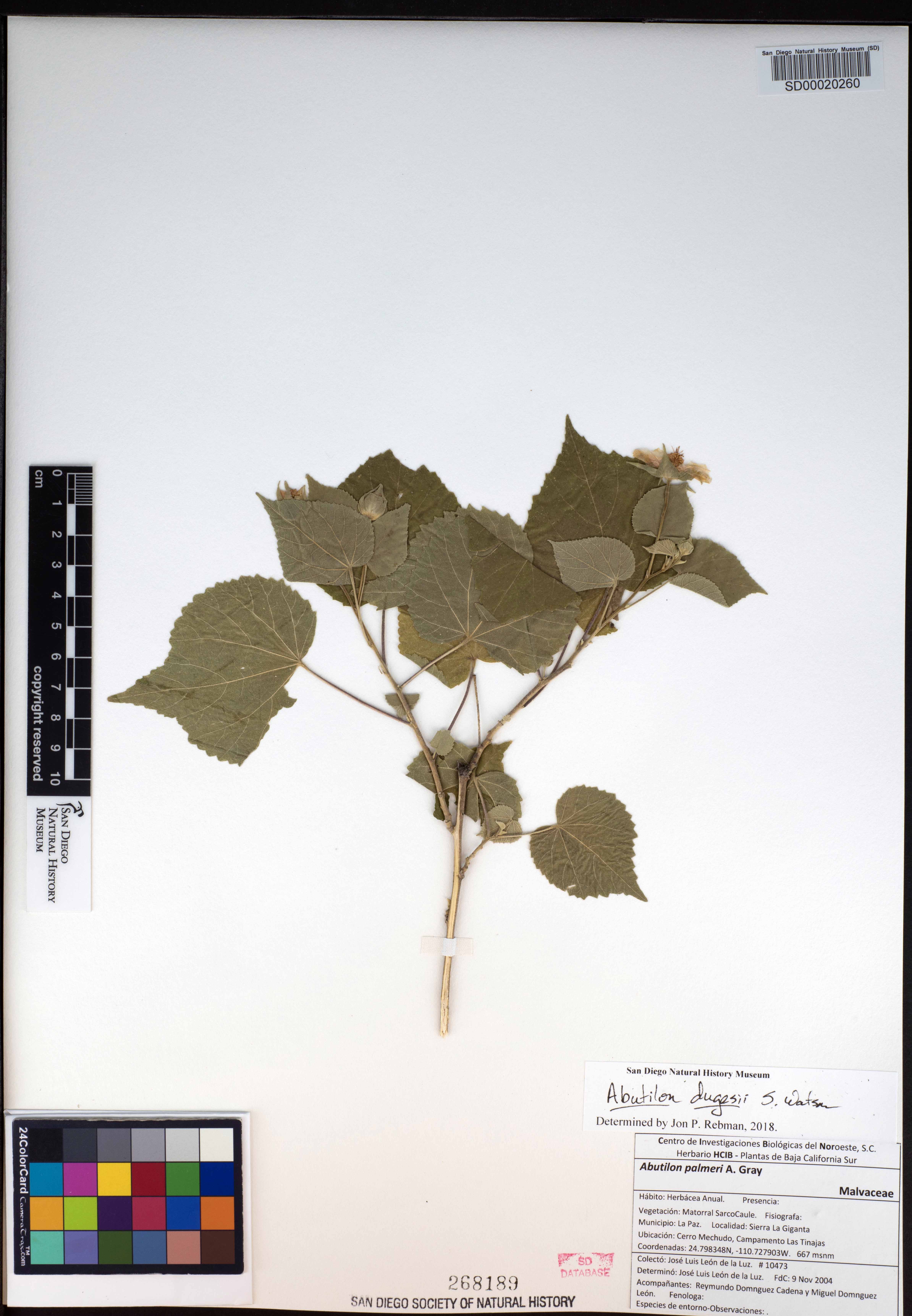 Abutilon dugesii image