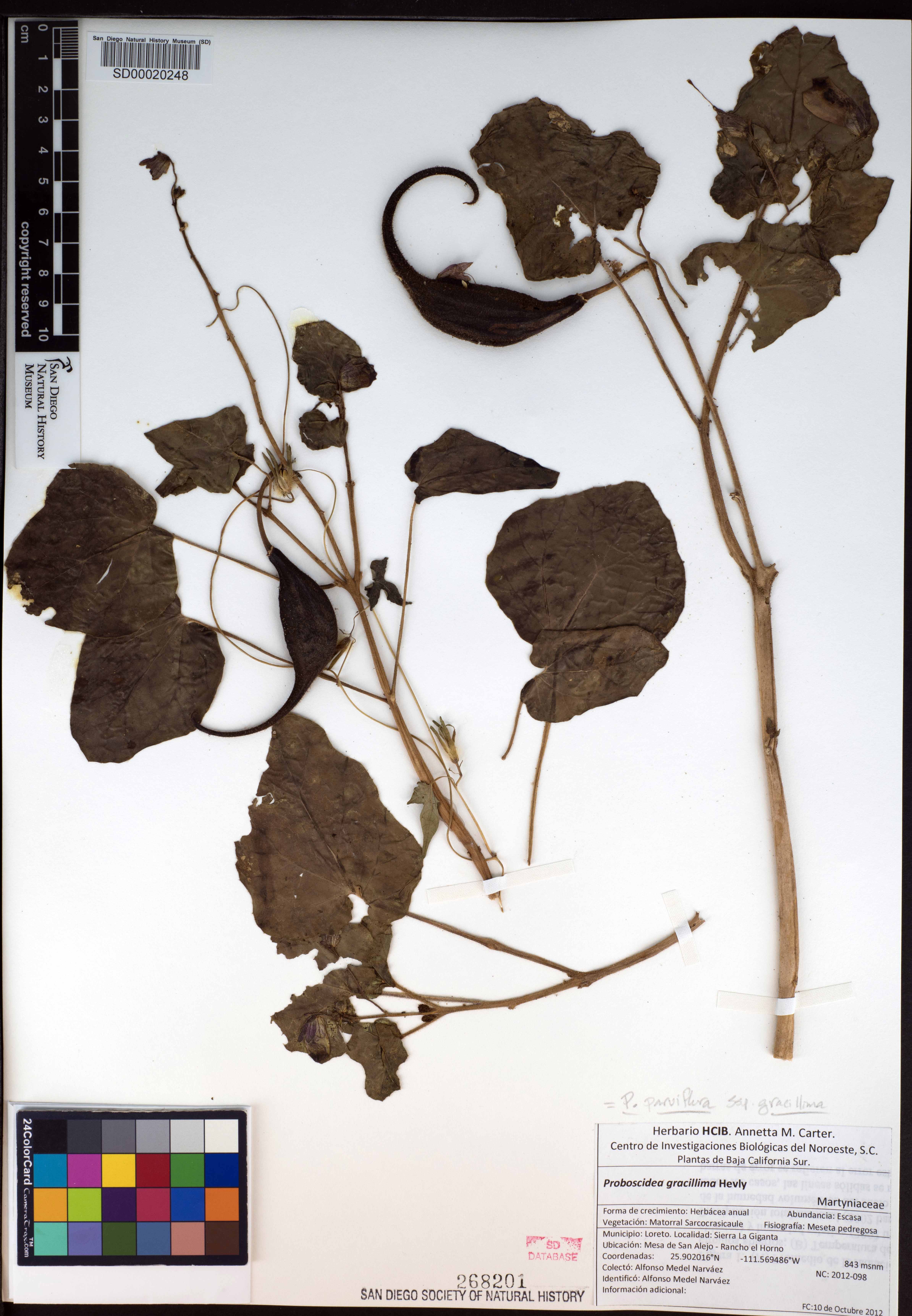 Proboscidea parviflora subsp. gracillima image