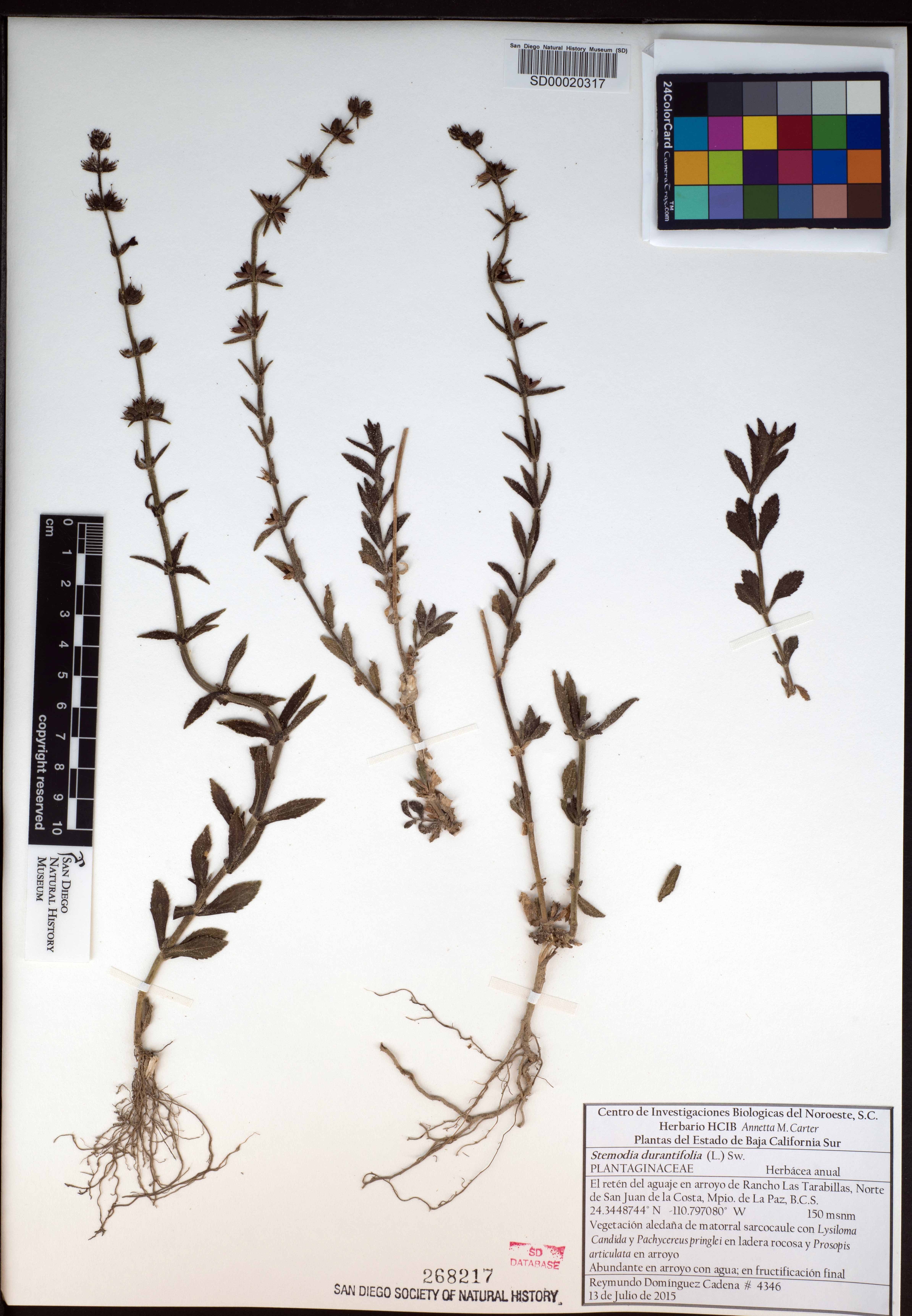 Stemodia durantifolia var. durantifolia image