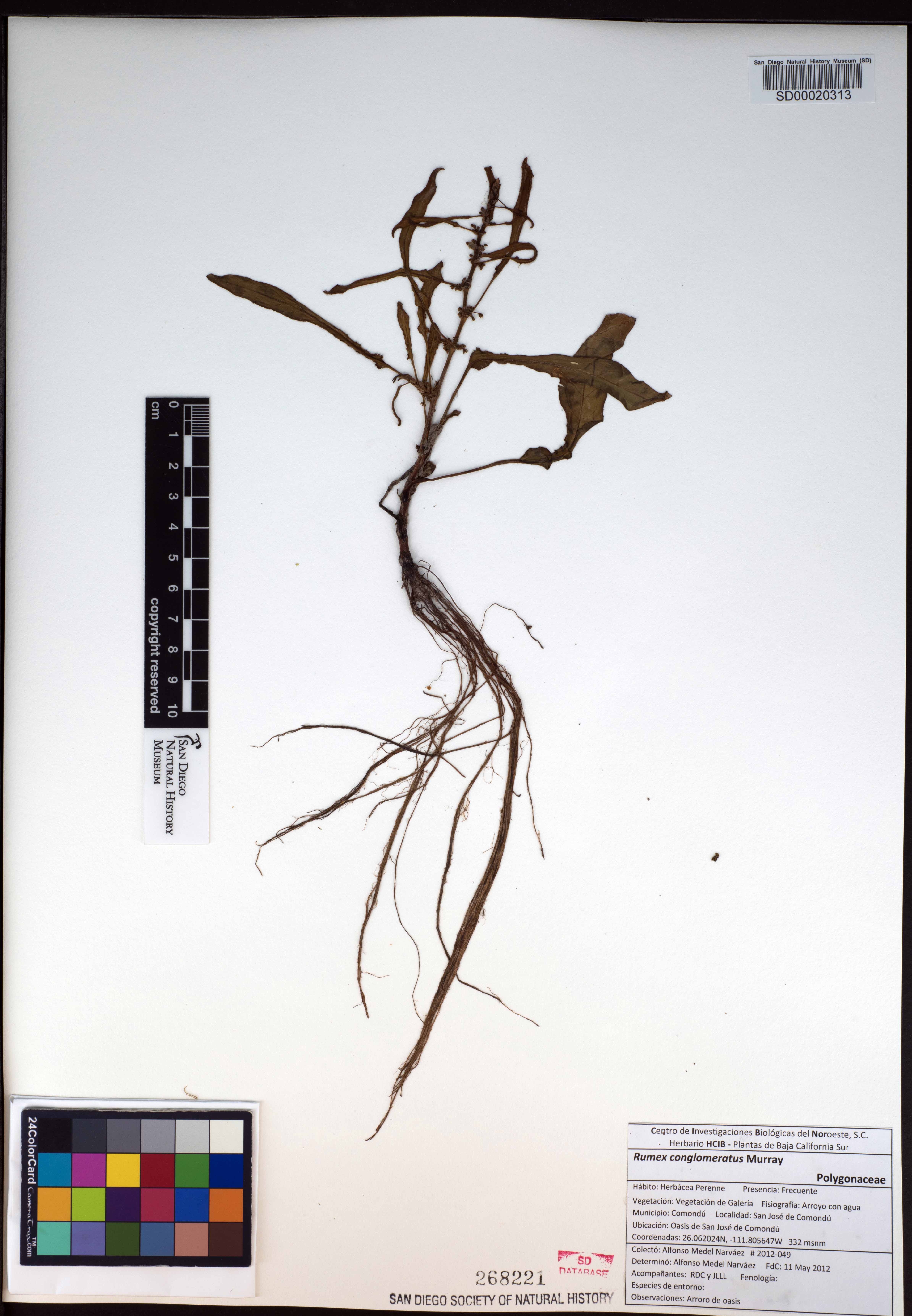 Rumex conglomeratus image