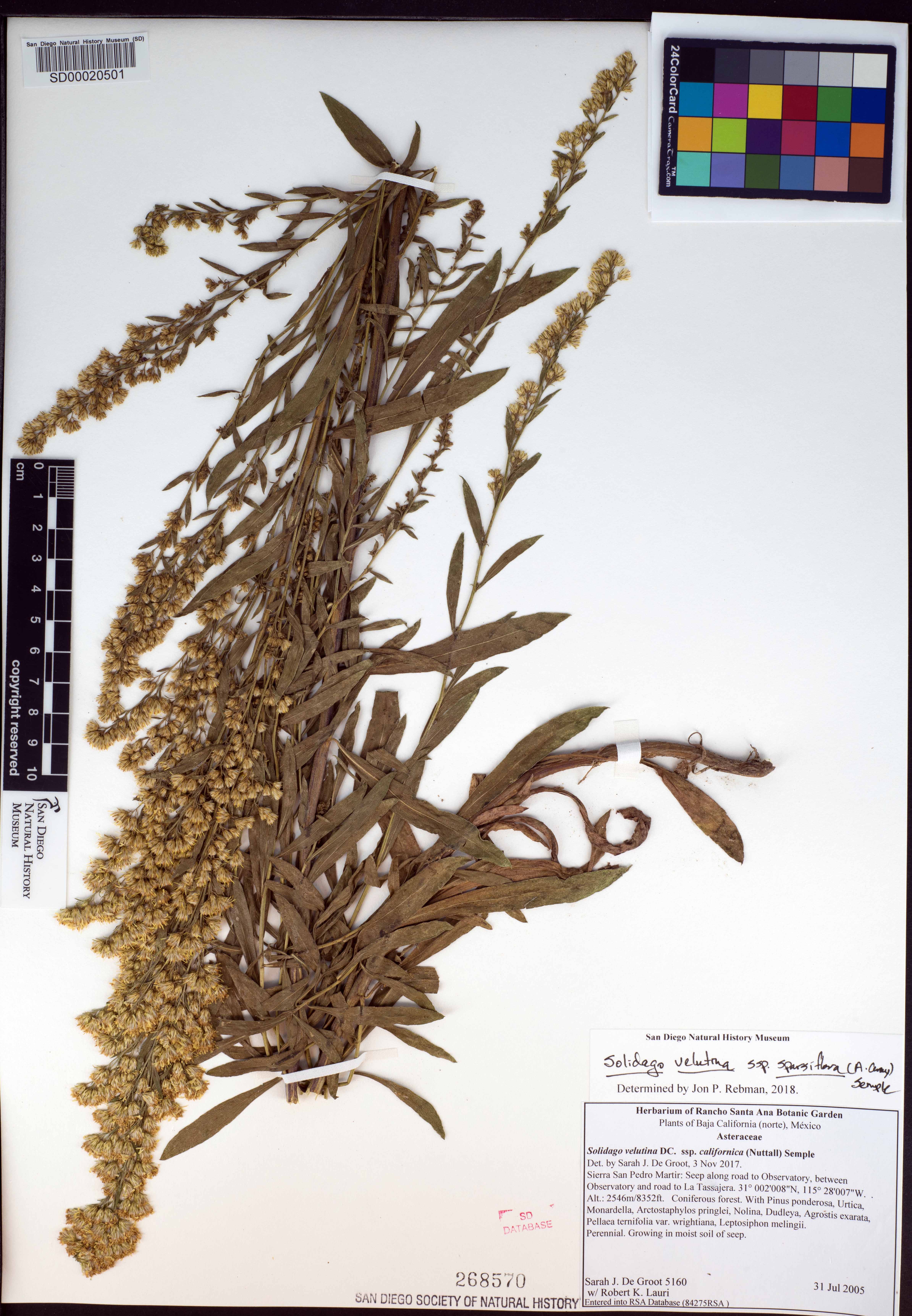 Solidago garrettii image