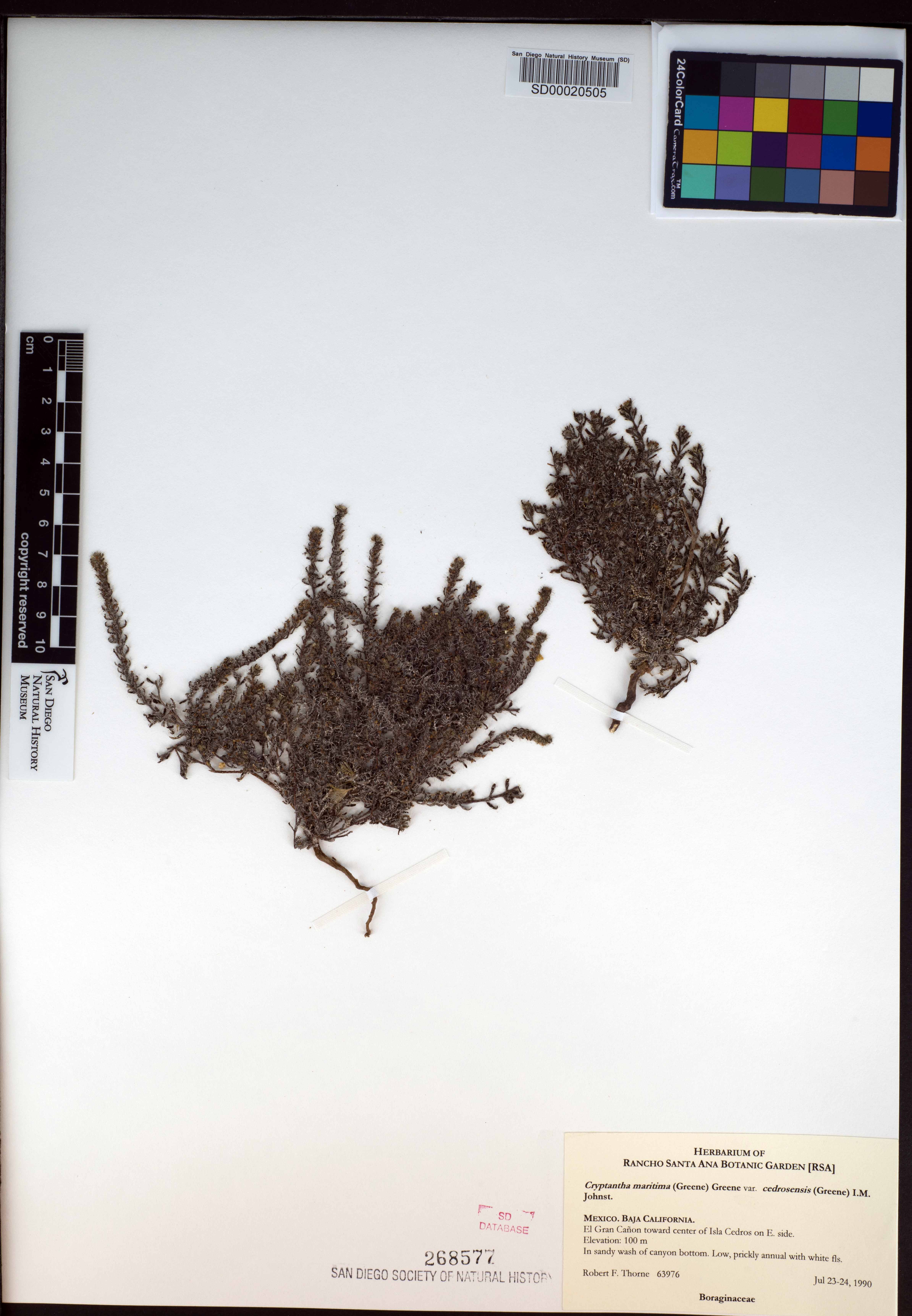 Cryptantha maritima var. cedrosensis image