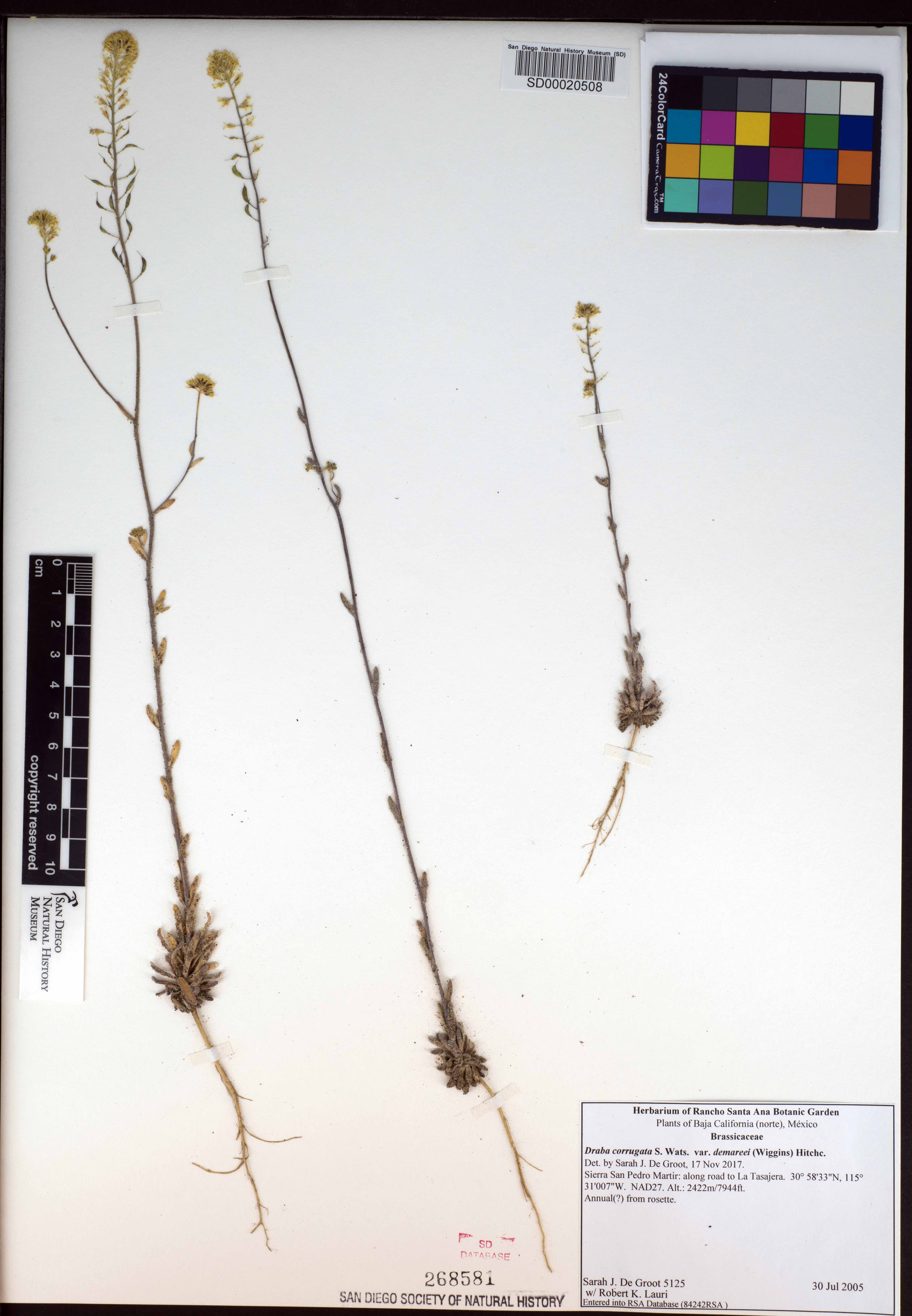 Draba demareei image