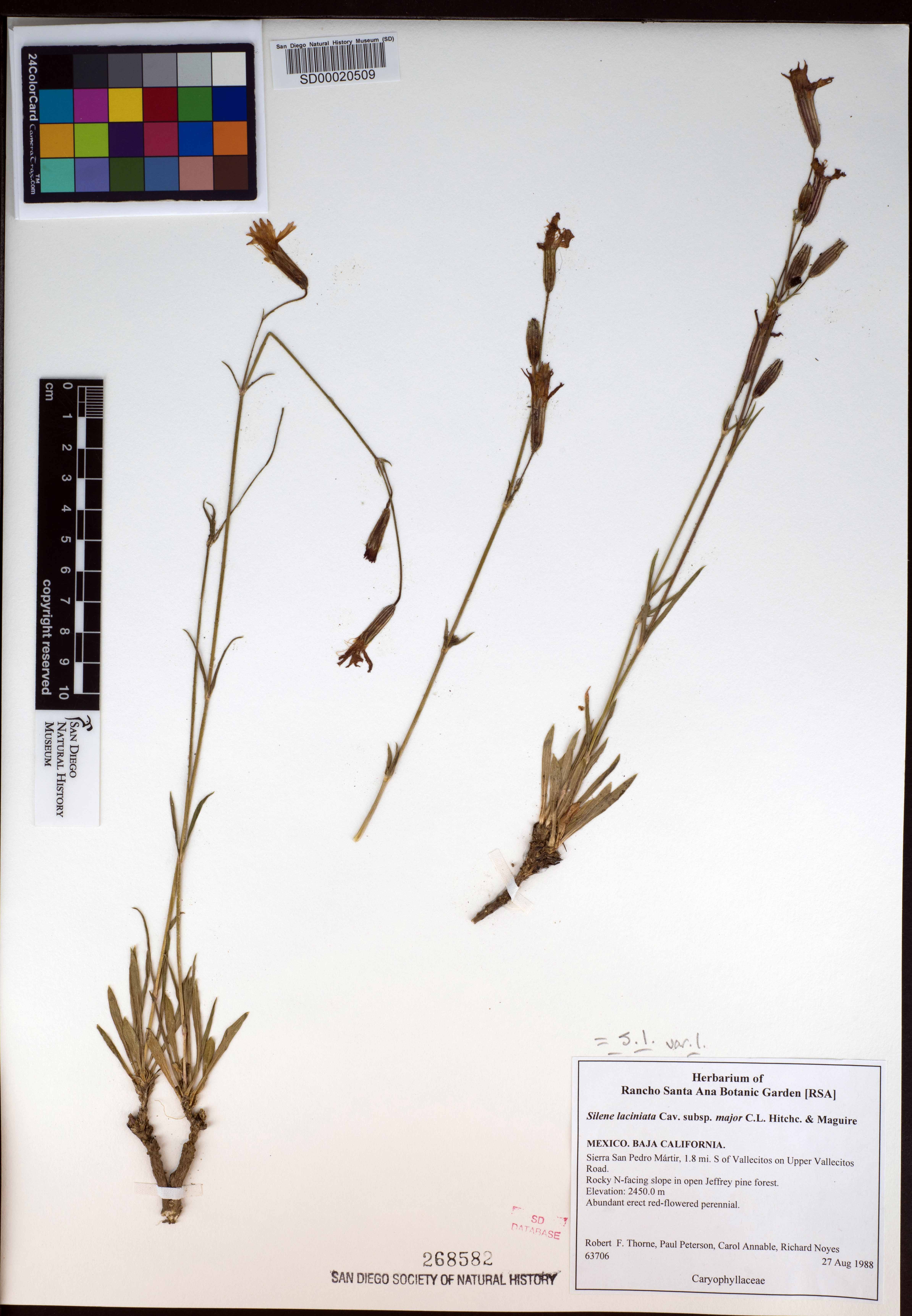 Silene laciniata subsp. laciniata image