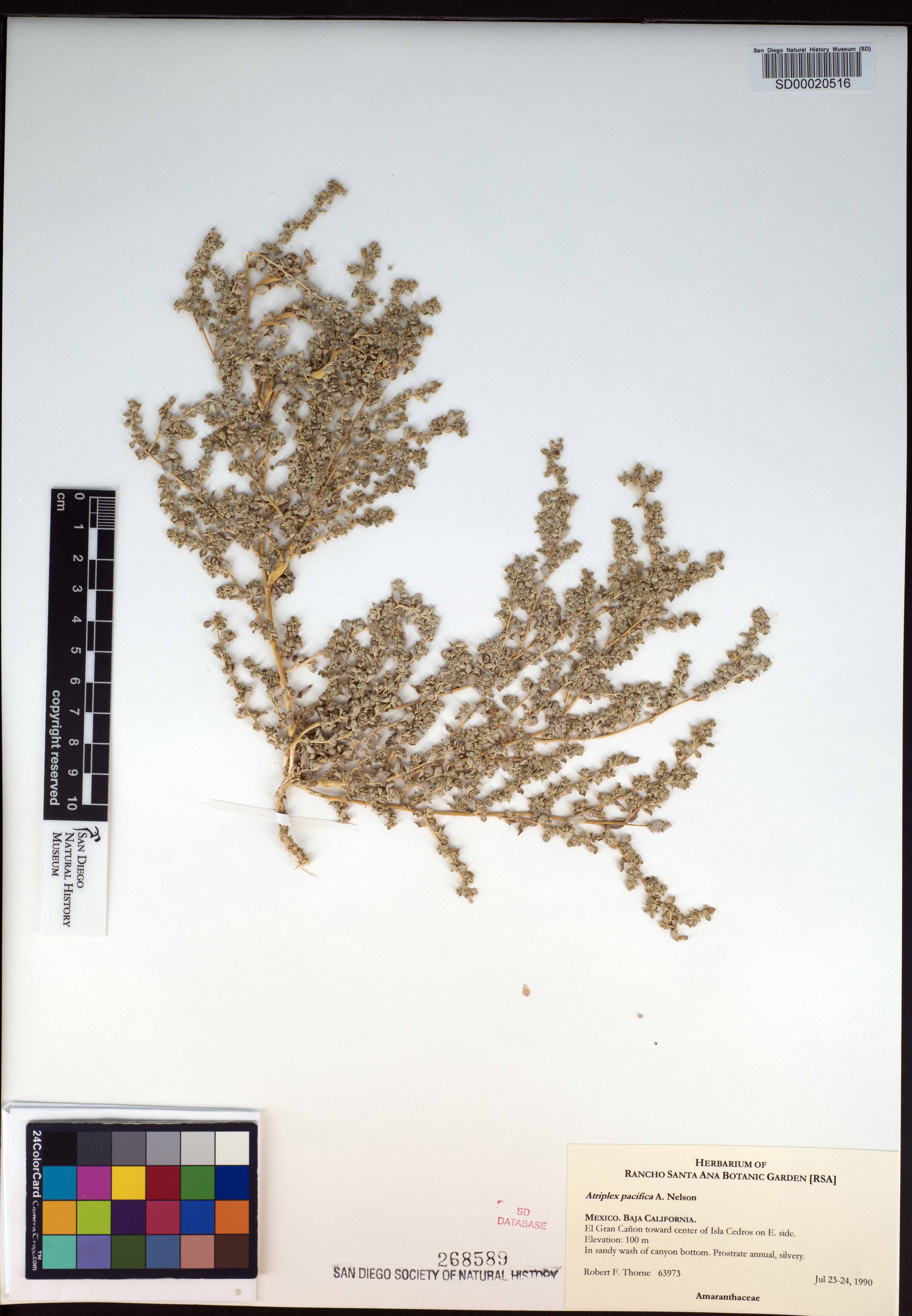 Atriplex pacifica image