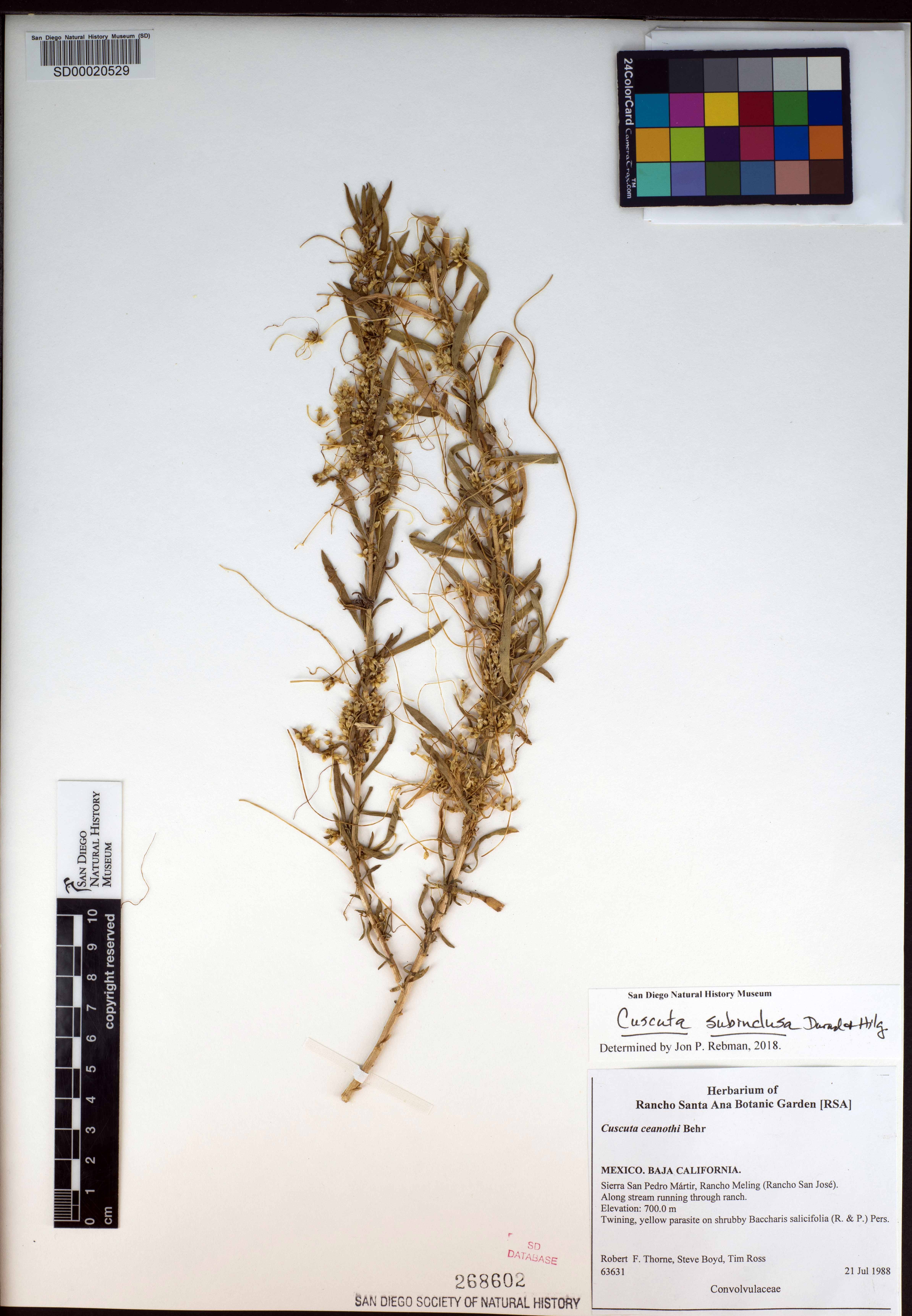 Cuscuta ceanothii image