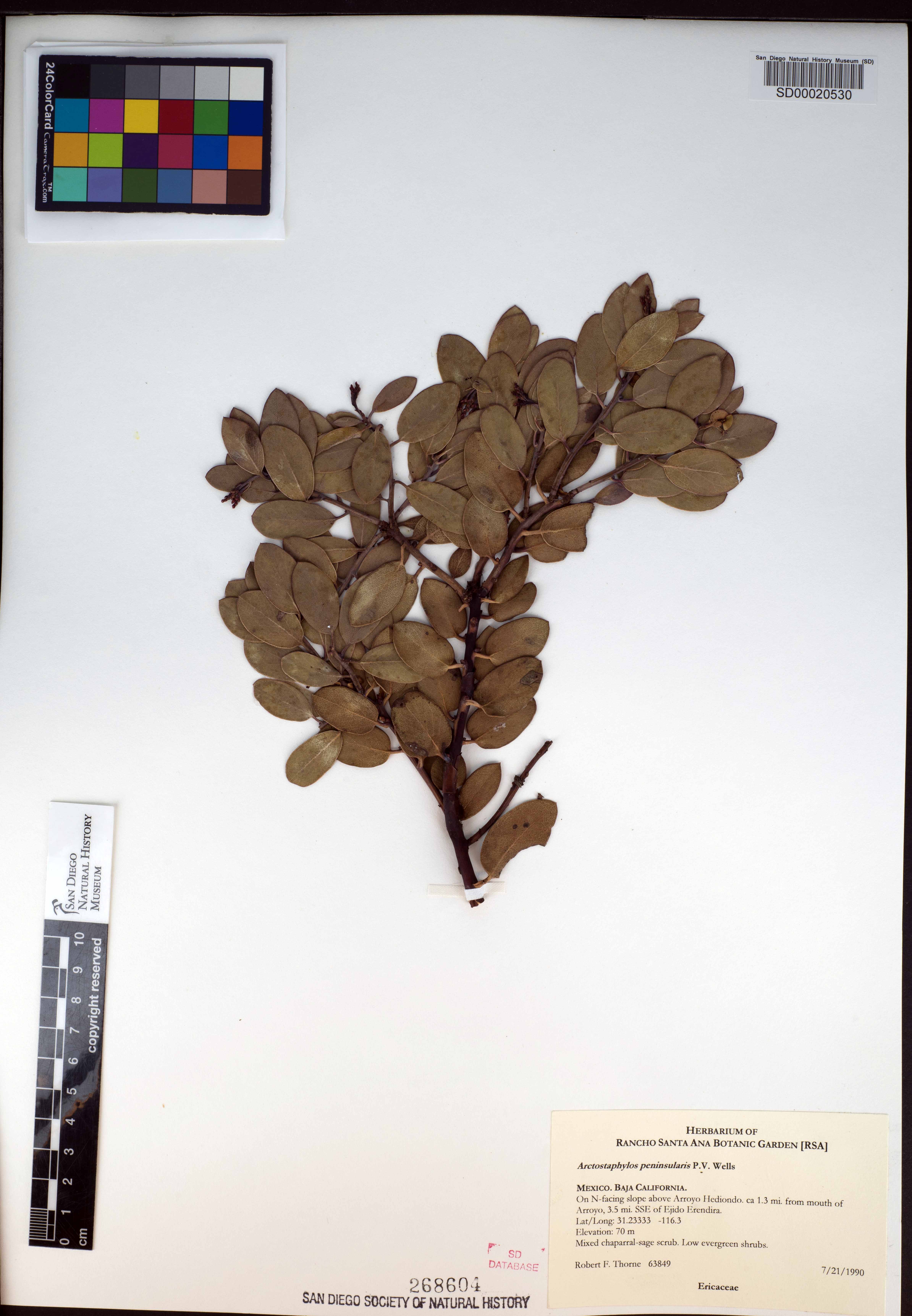 Arctostaphylos peninsularis image