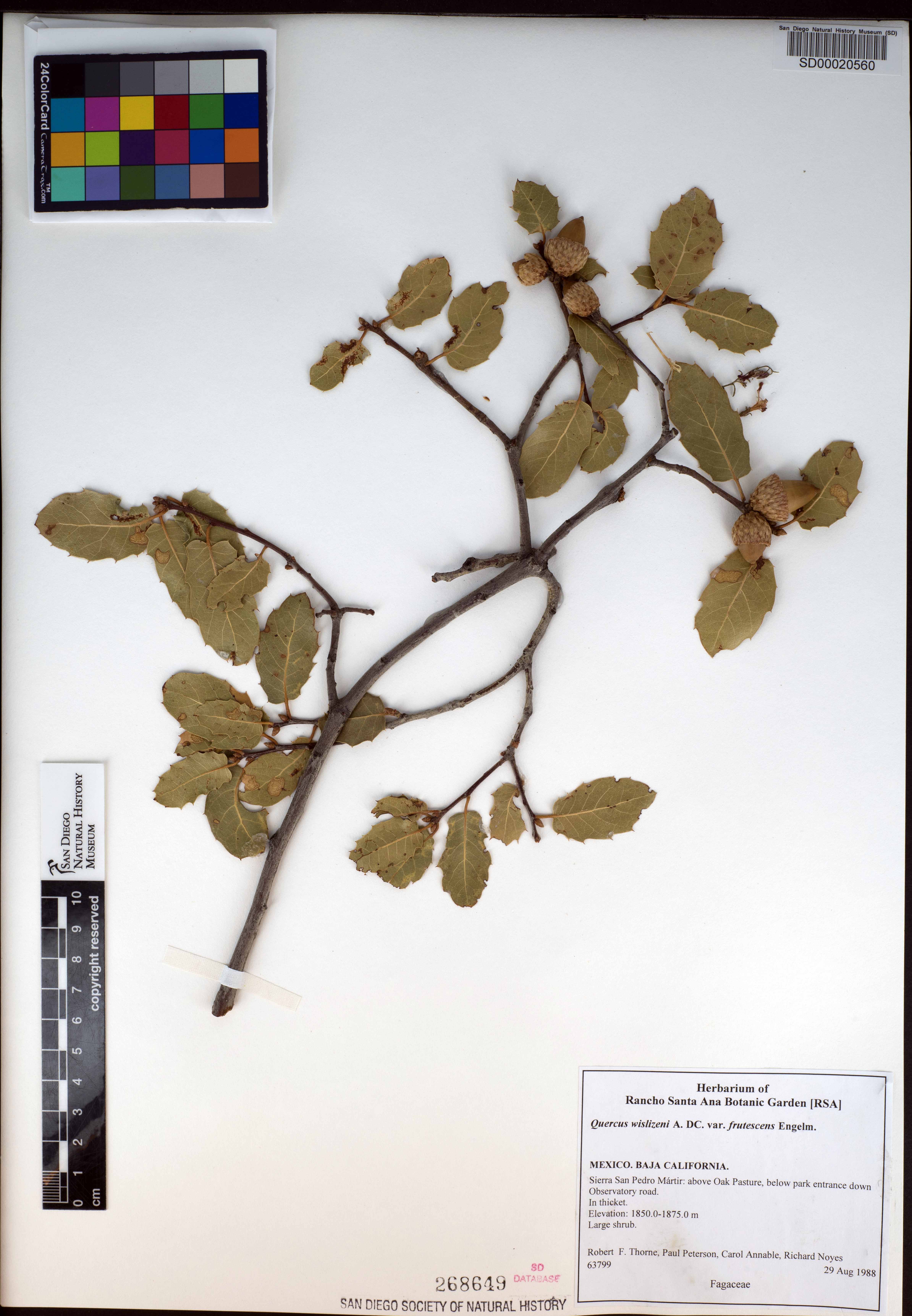 Quercus wislizeni var. frutescens image