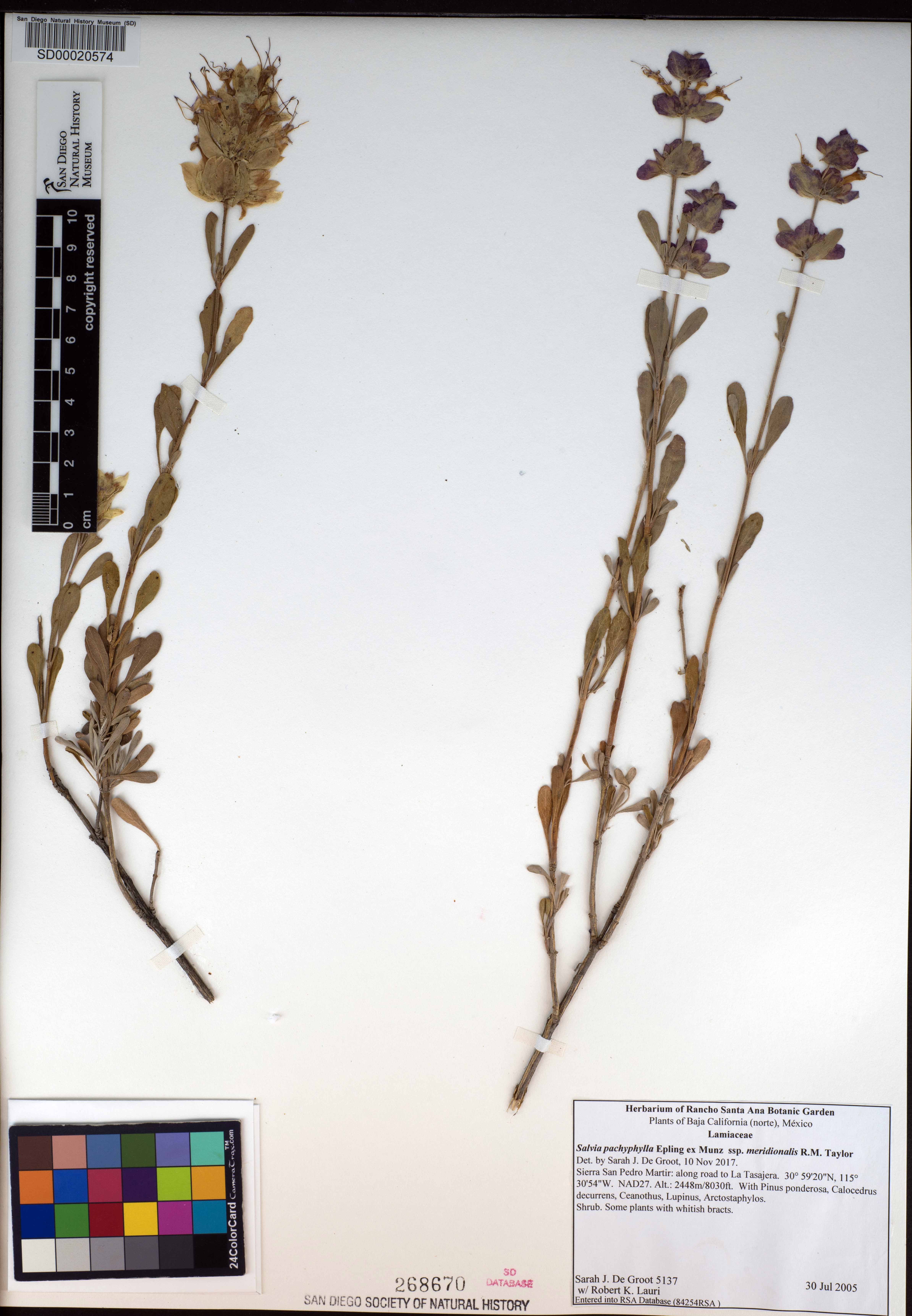 Salvia pachyphylla image