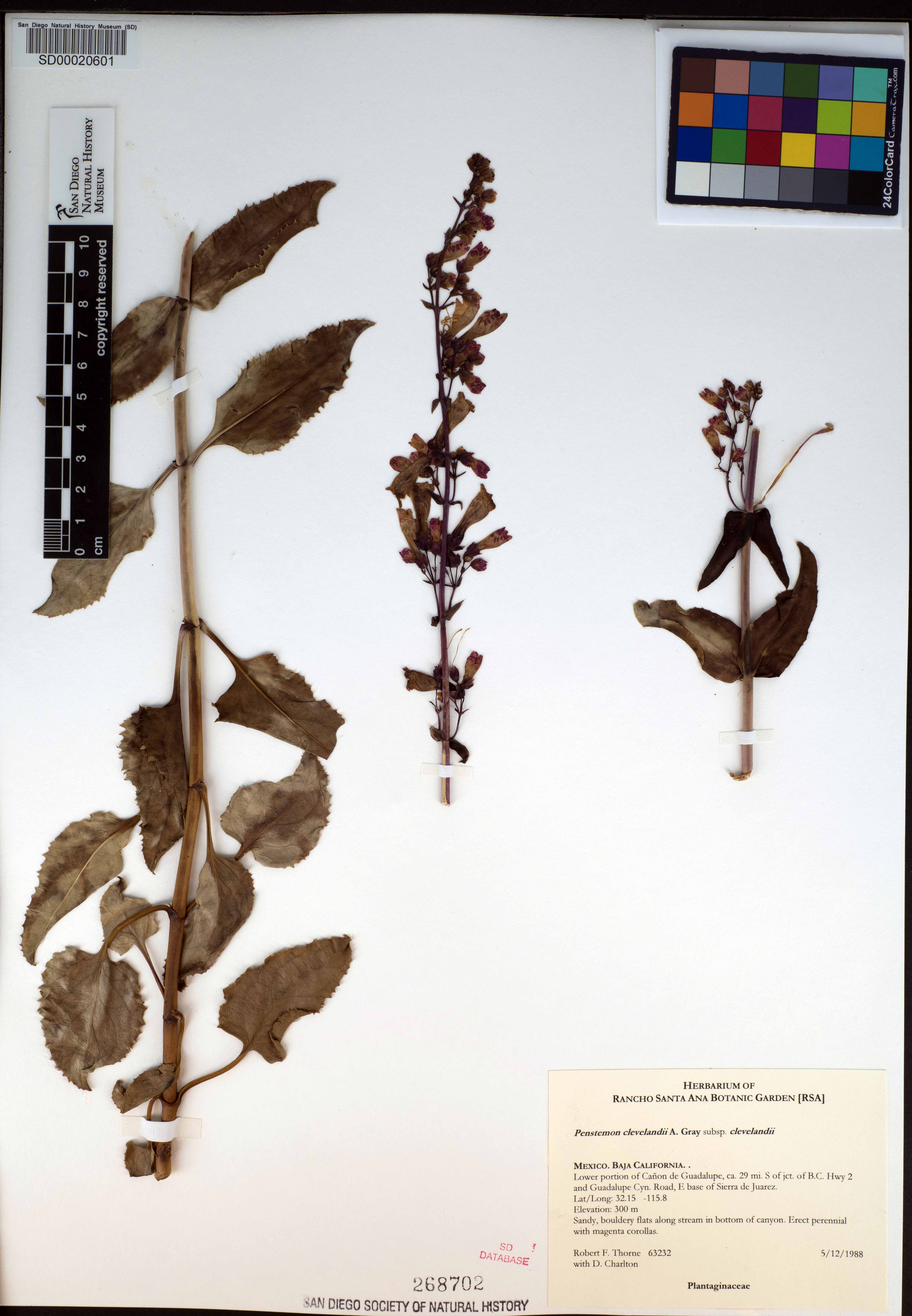 Penstemon clevelandii image