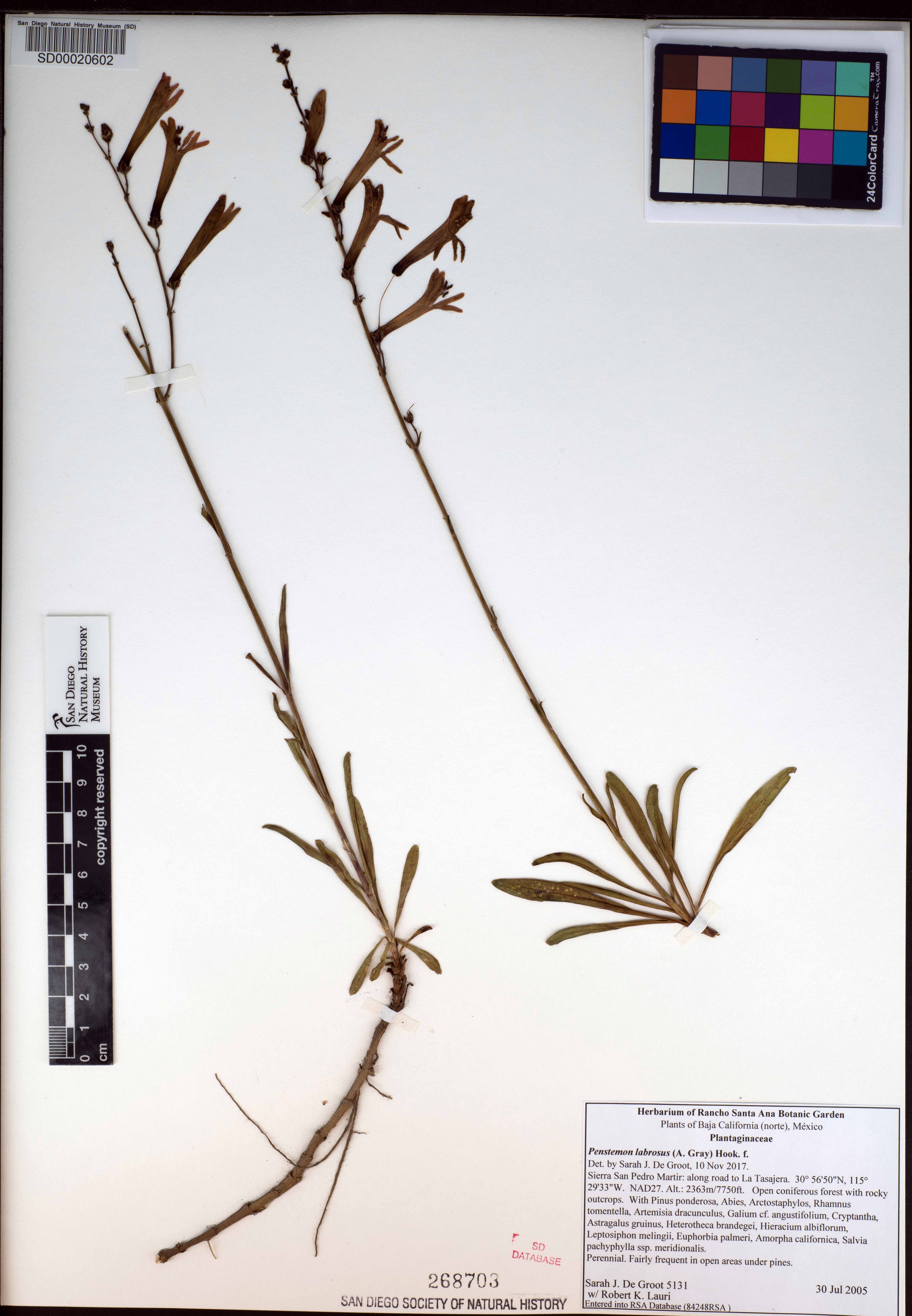 Penstemon labrosus image