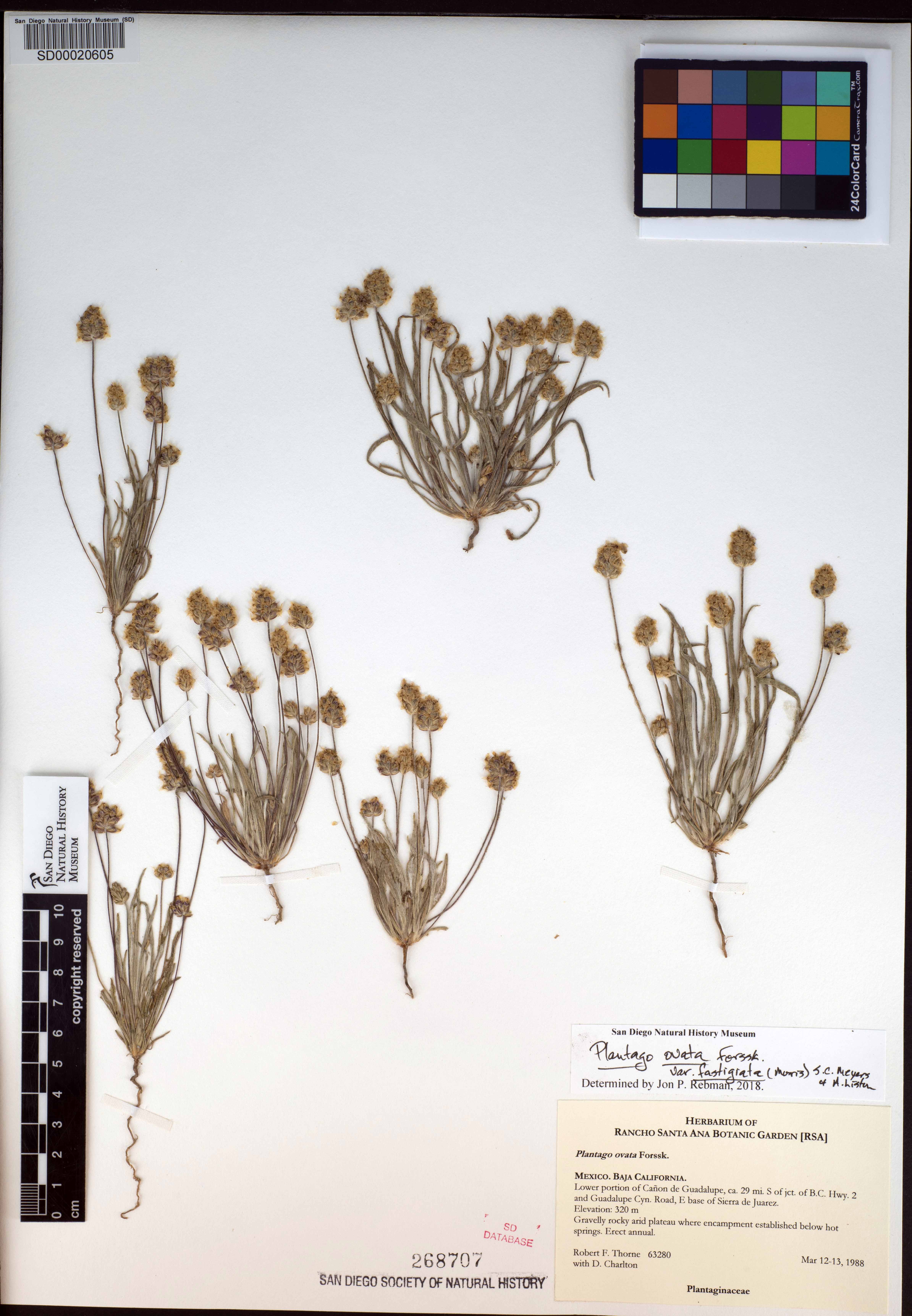 Plantago ovata var. fastigiata image