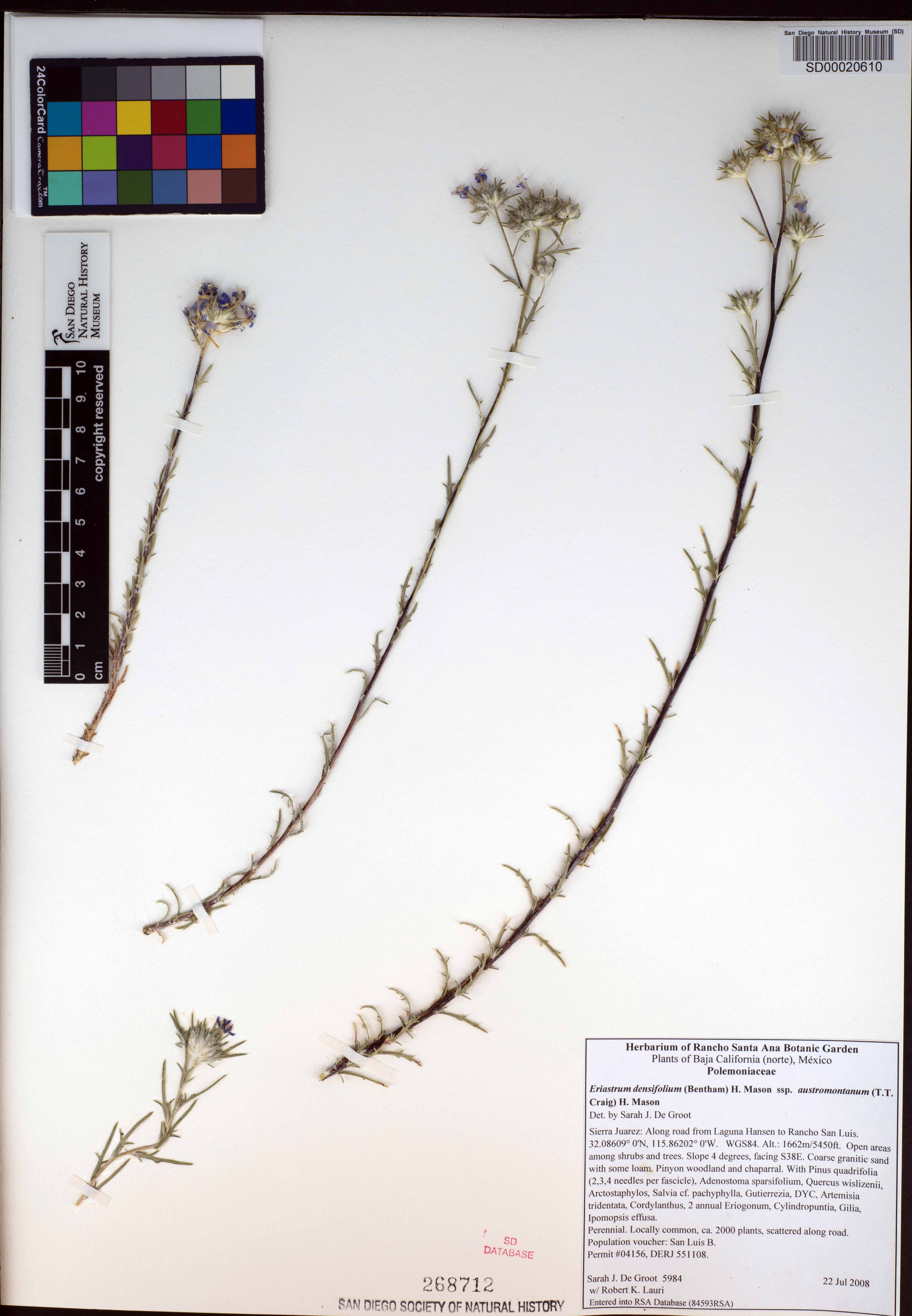 Eriastrum densifolium subsp. densifolium image