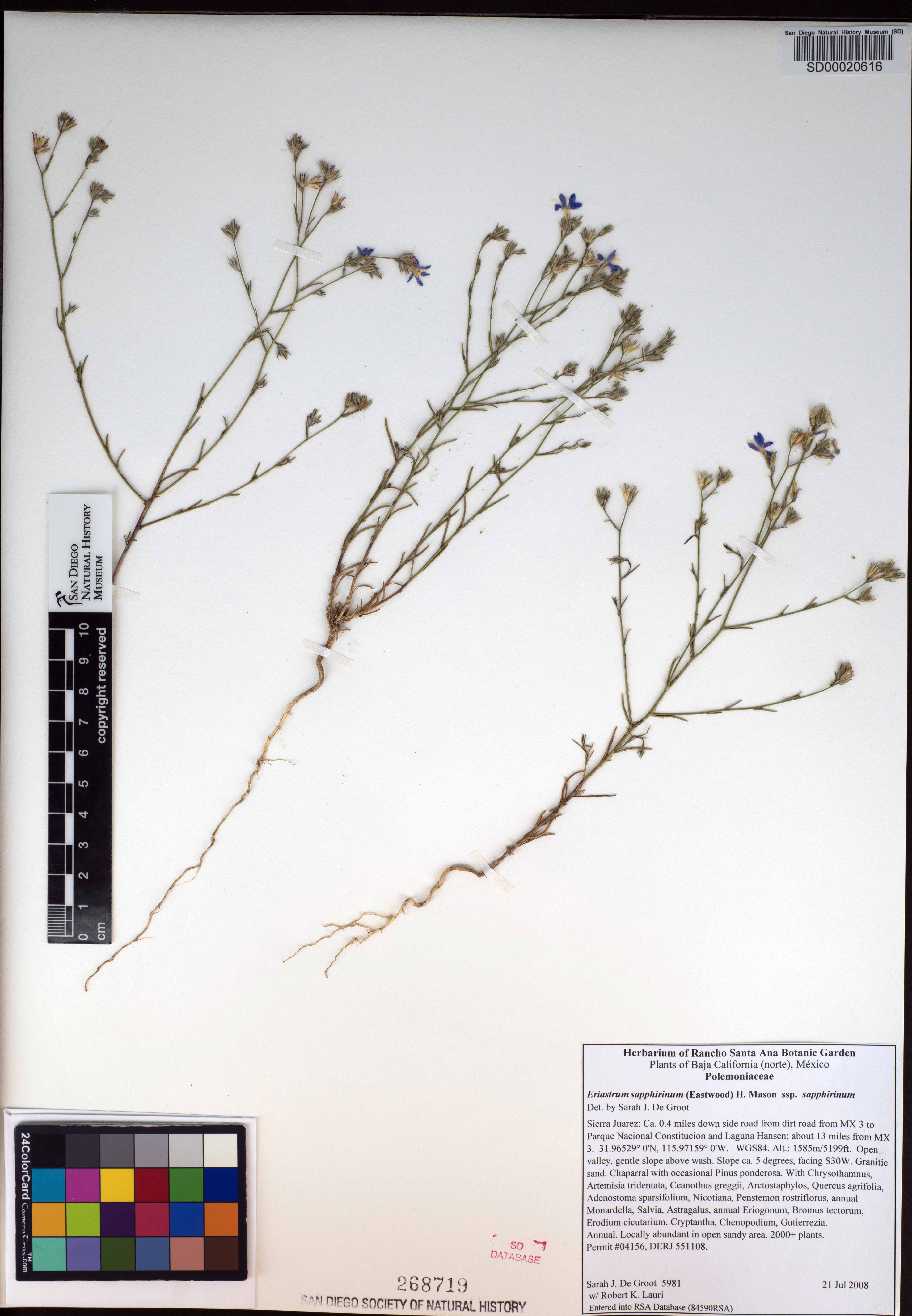 Eriastrum sapphirinum subsp. sapphirinum image