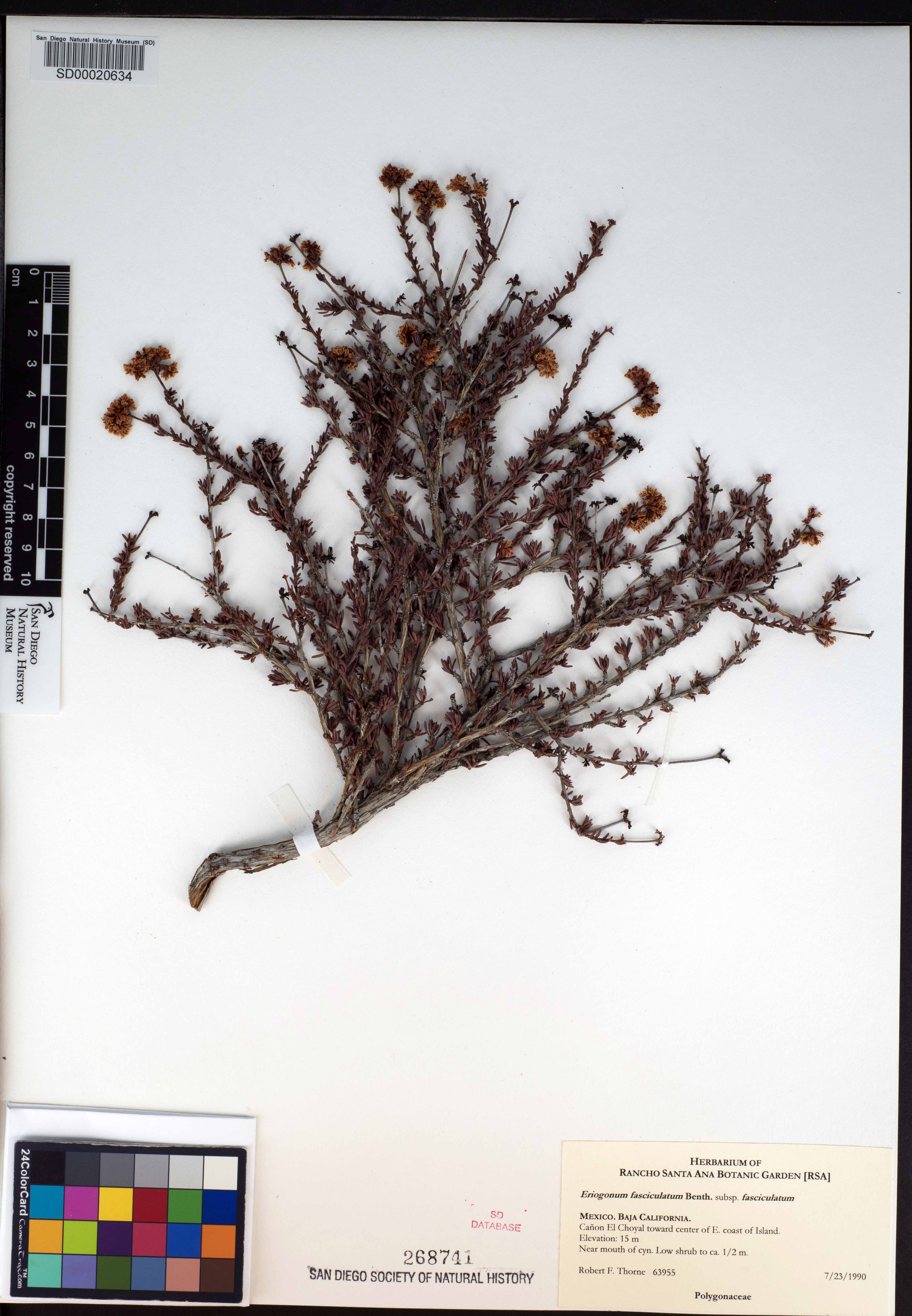 Eriogonum fasciculatum subsp. fasciculatum image