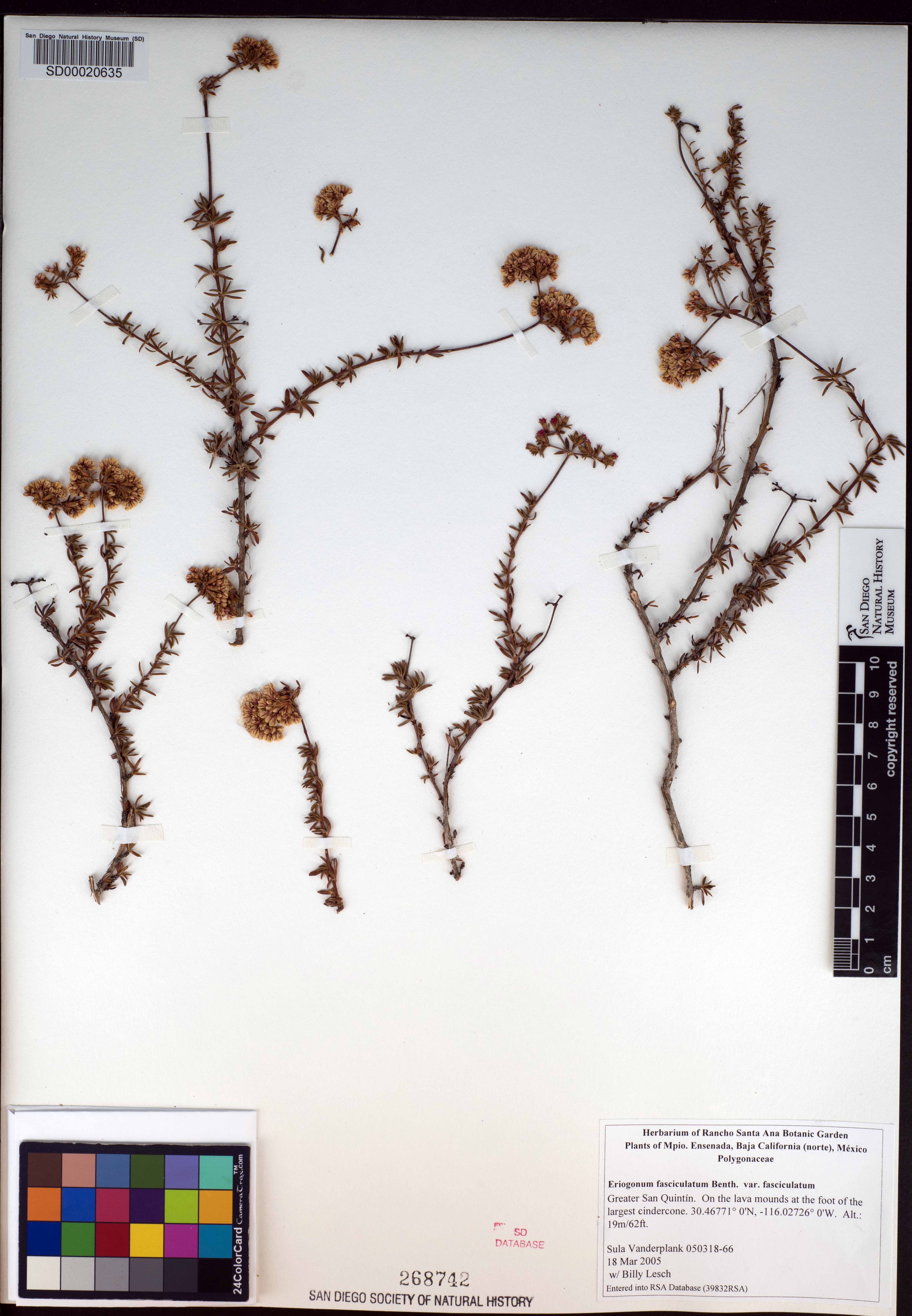 Eriogonum fasciculatum var. fasciculatum image