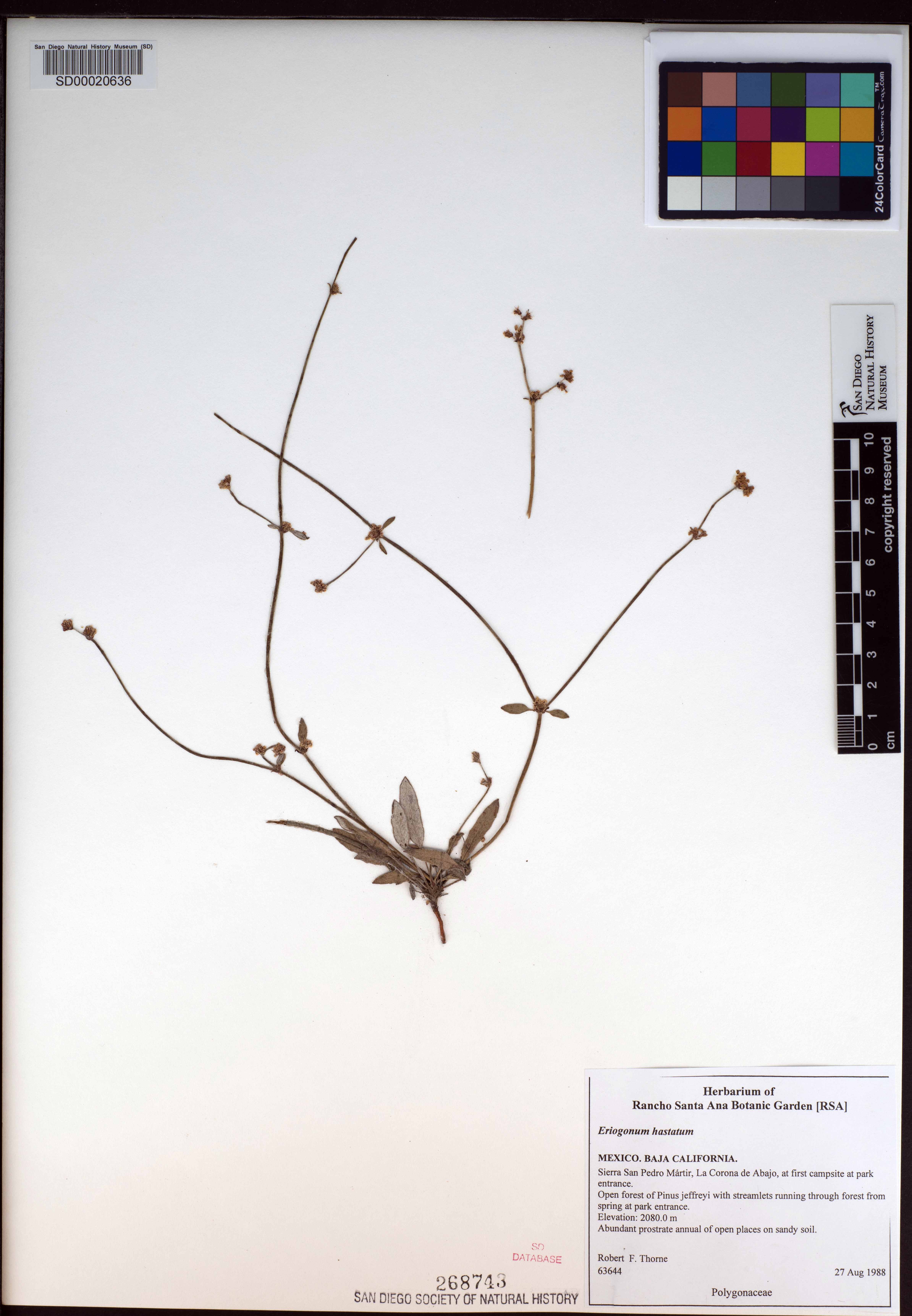 Eriogonum hastatum image