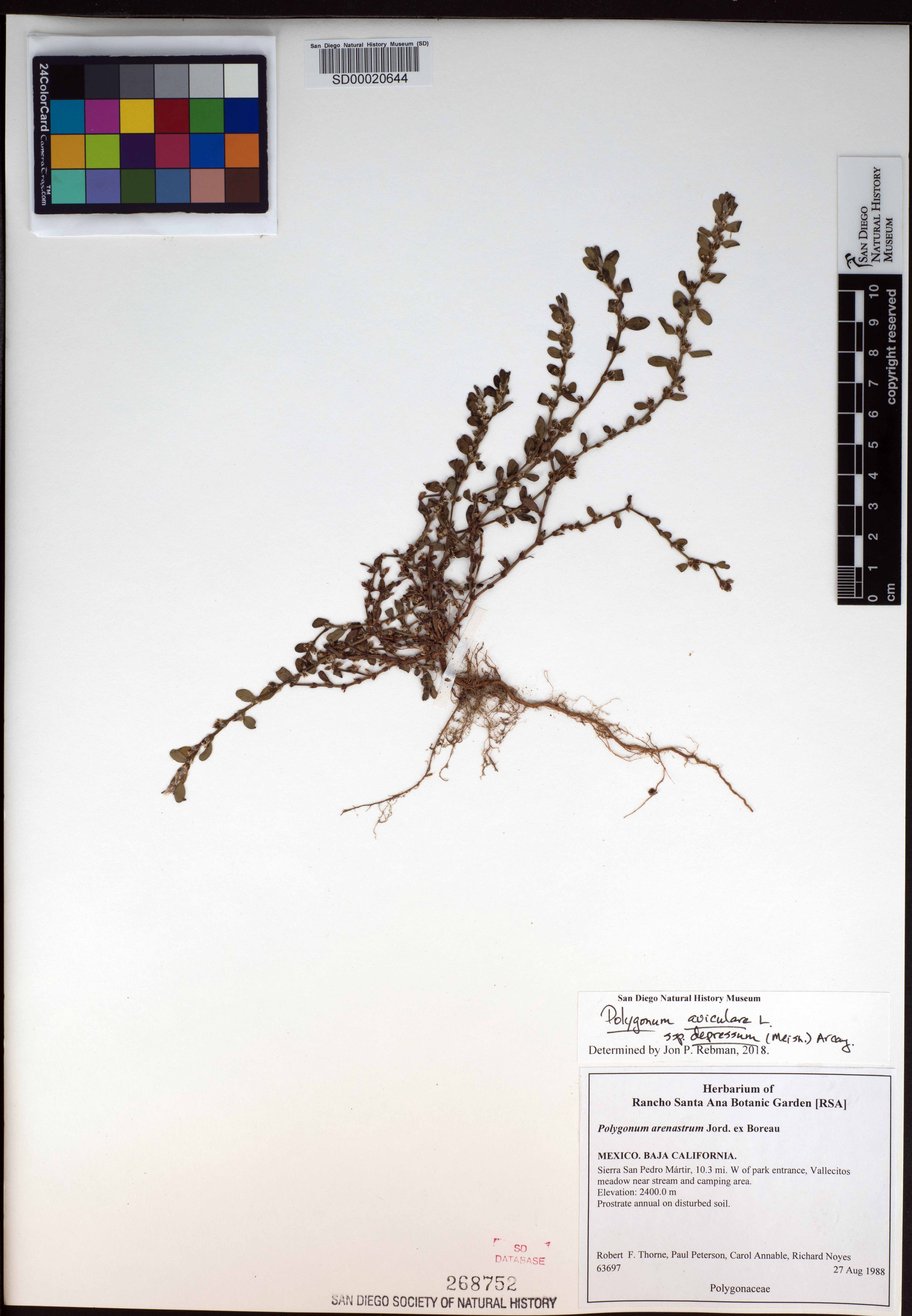 Polygonum arenastrum subsp. arenastrum image