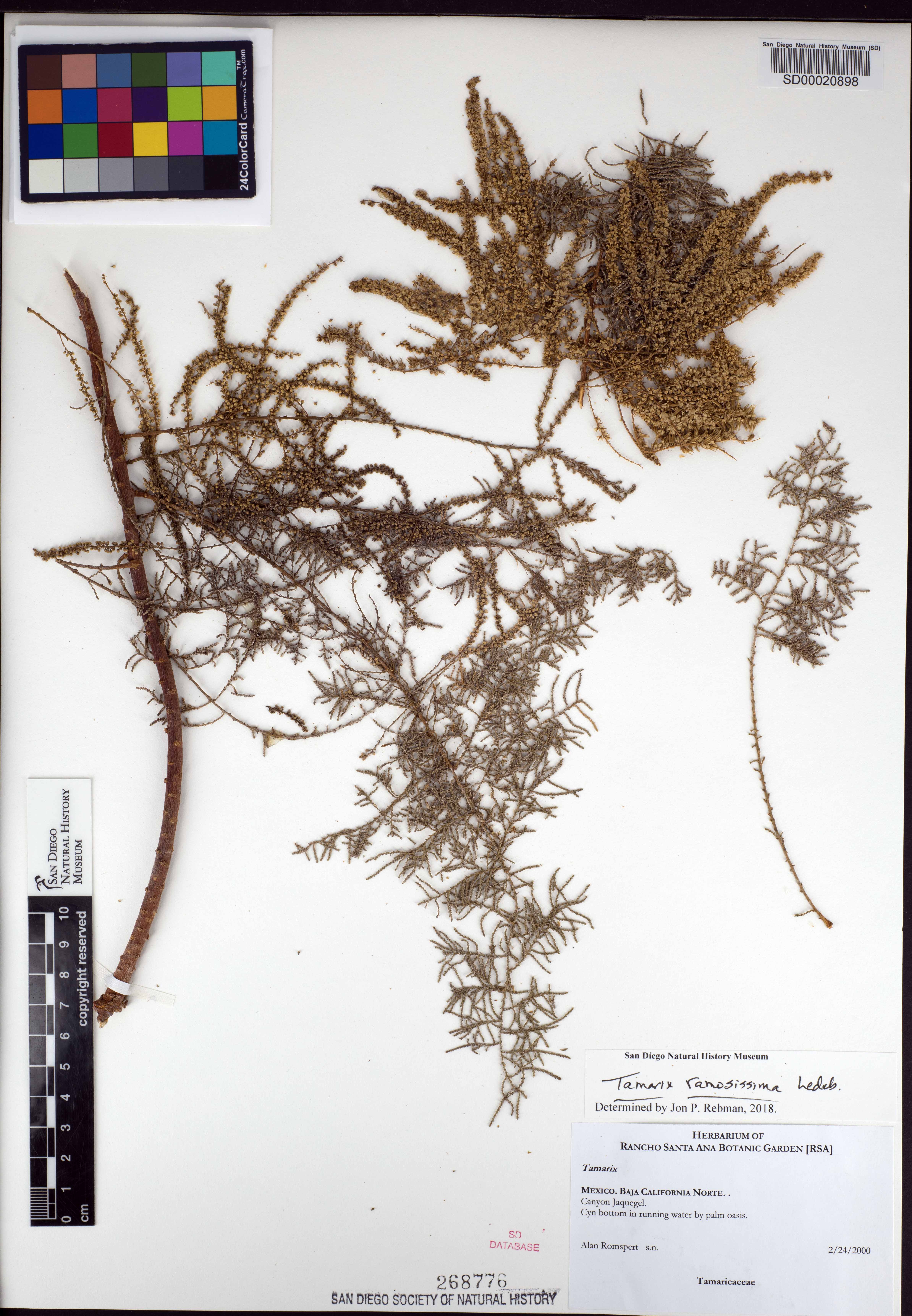 Tamarix ramosissima image