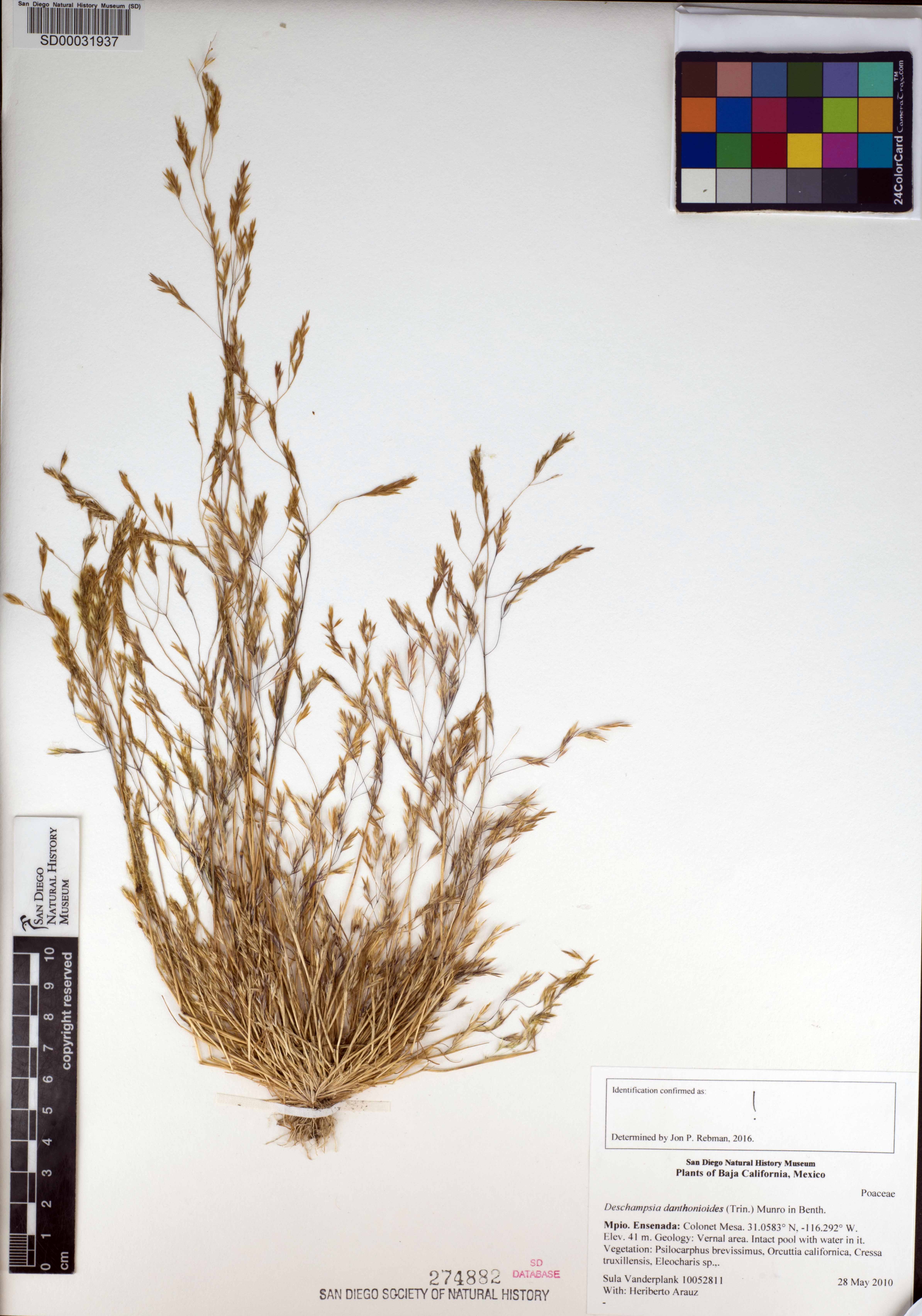 Deschampsia danthonioides image