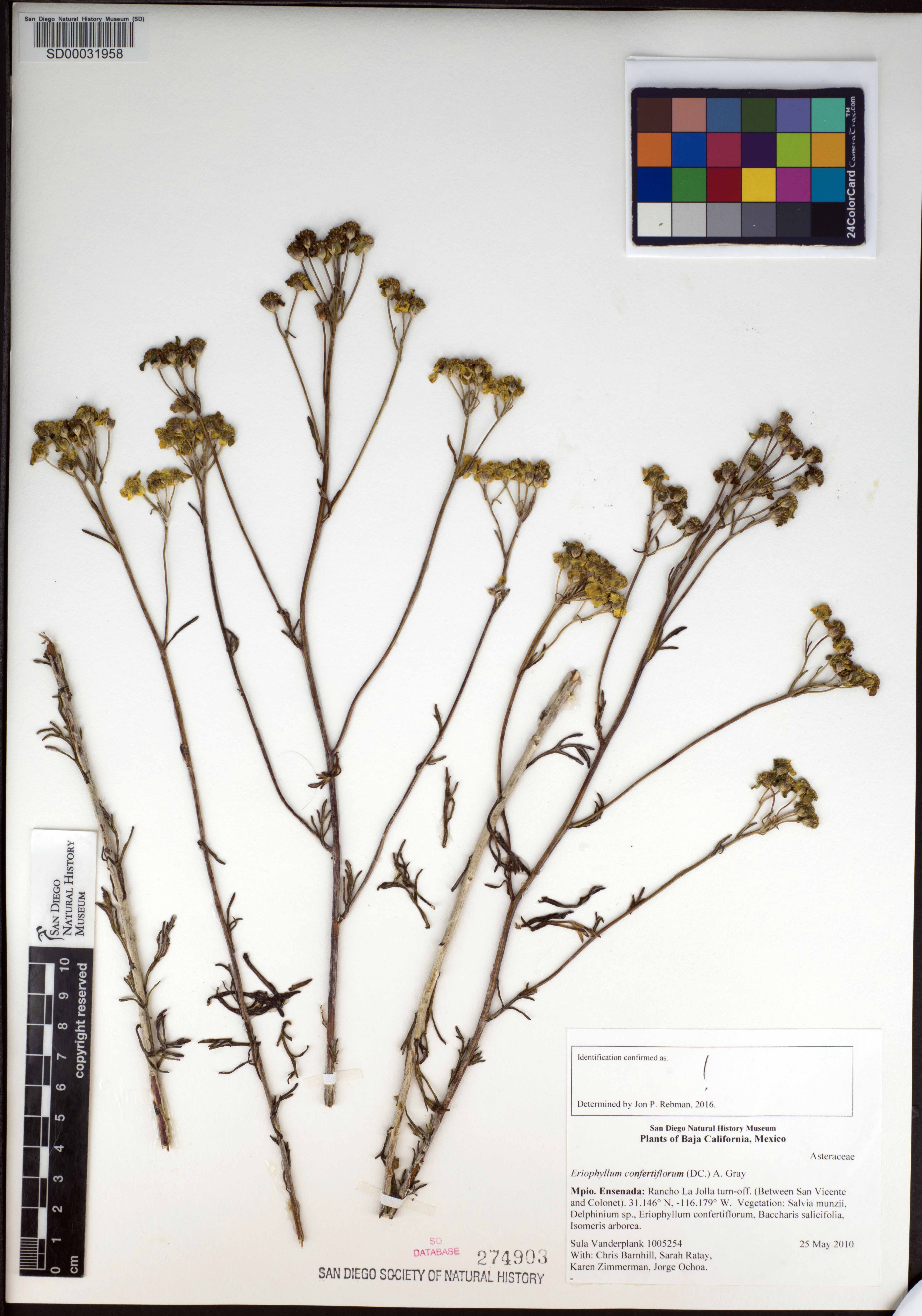 Eriophyllum confertiflorum image